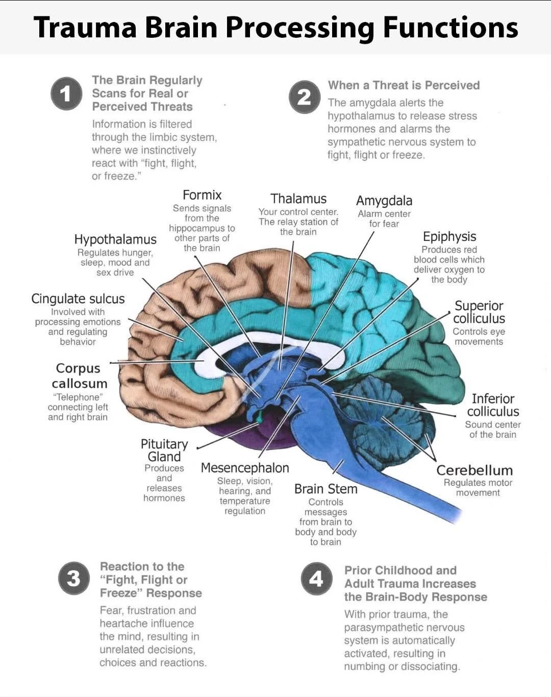 Infographic titled “Trauma Brain Processing Functions” showing a labeled side view of the brain and four stages involving threat detection, stress activation, fight-flight-freeze responses, and intensified responses following prior trauma.