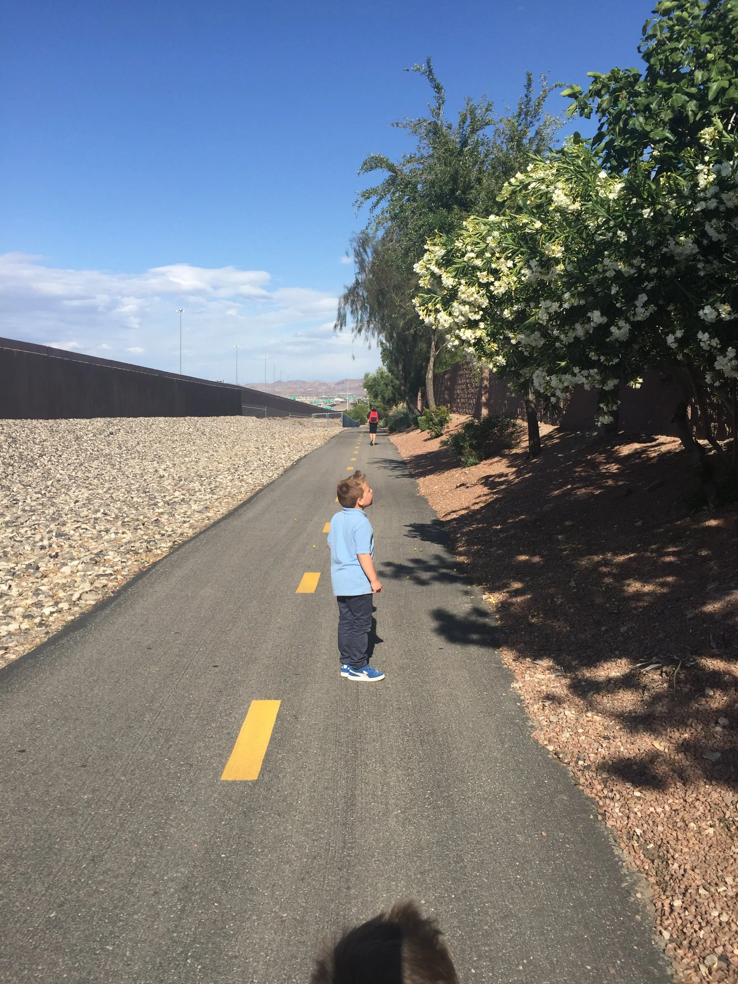 Young child in a blue shirt standing on a paved trail beneath flowering trees.