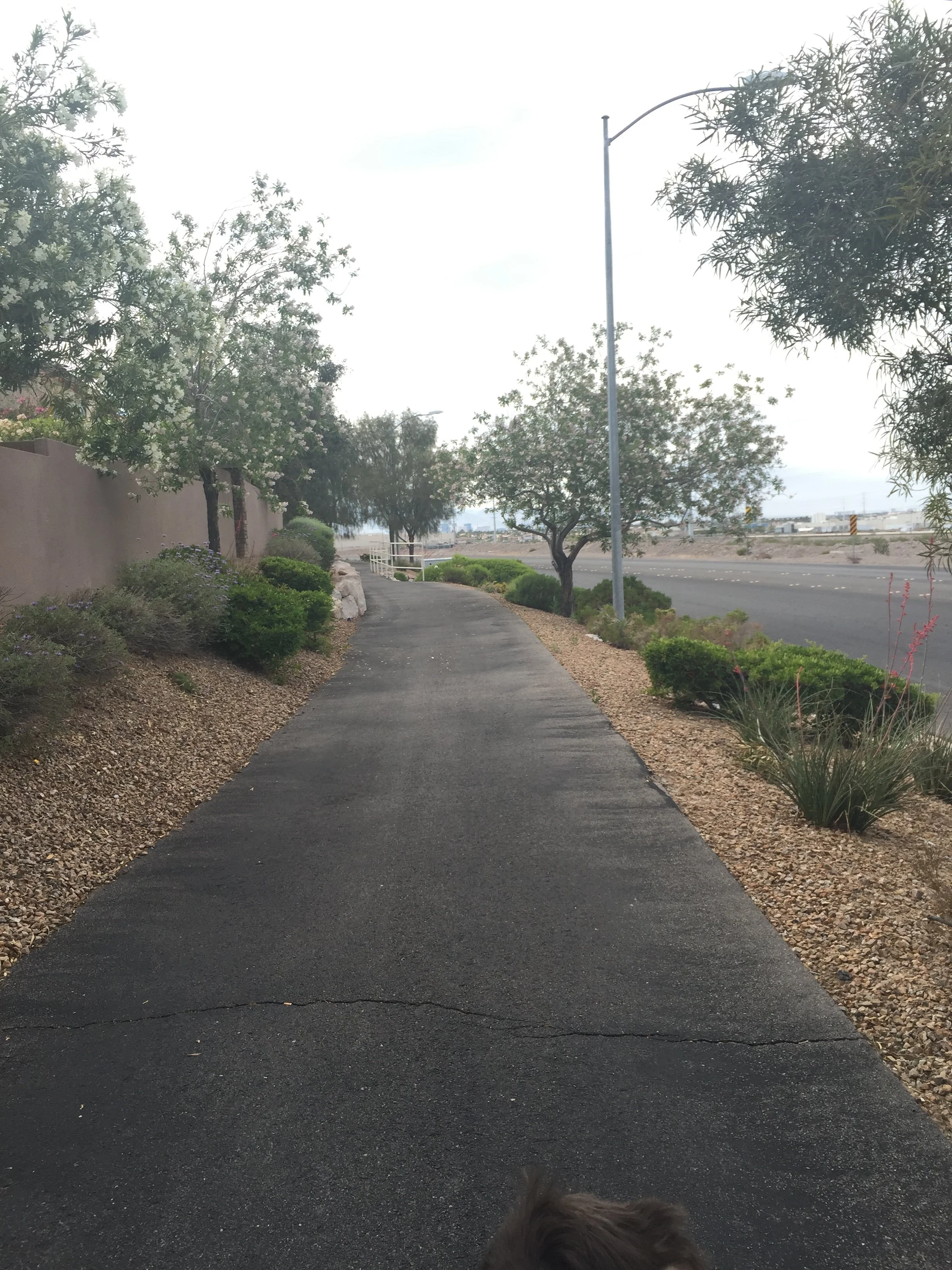 Second photograph sent during the April 27, 2016 walk.