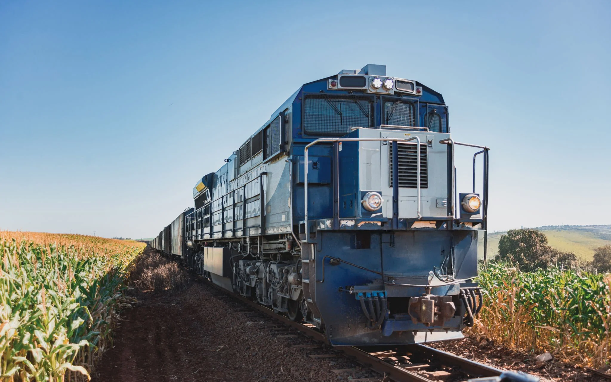 A blue locomotive train traveling through a field of corn under a clear blue sky.