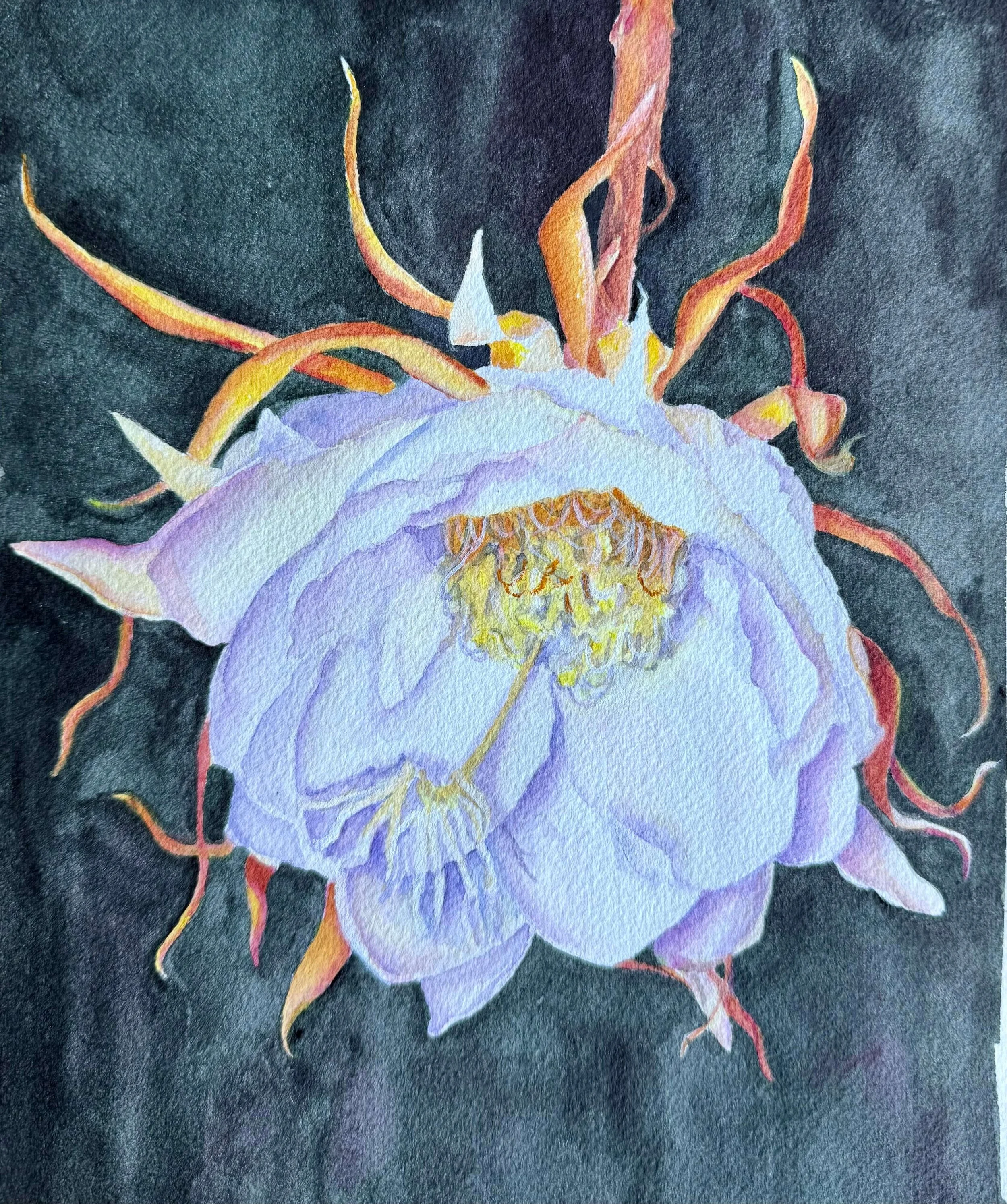 Night Blooming Cereus
