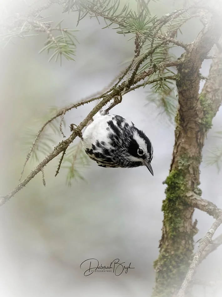 Black-and-White Warbler