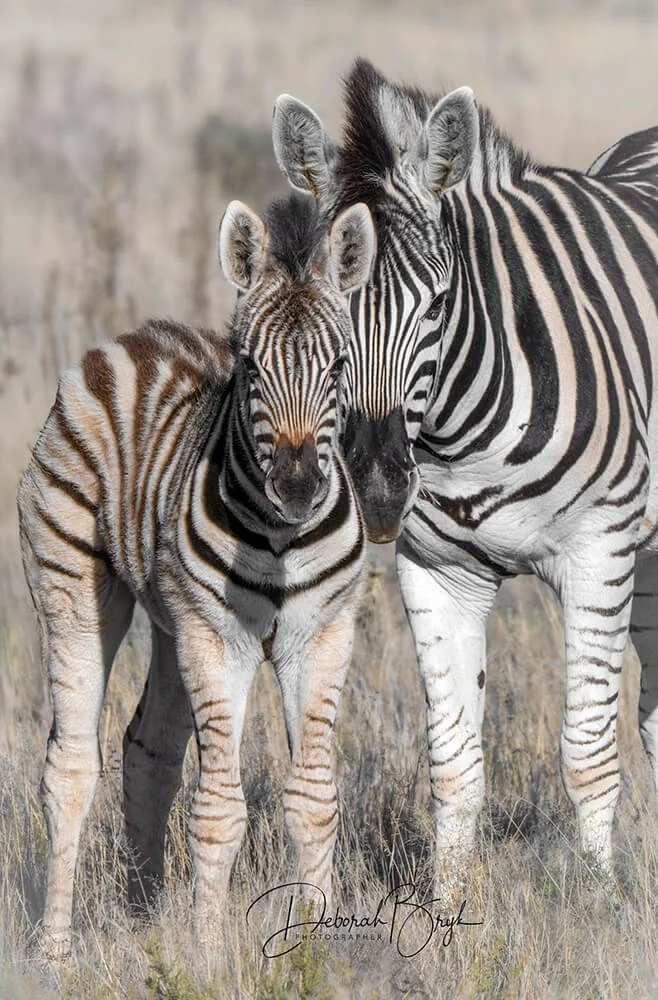 Plains Zebra