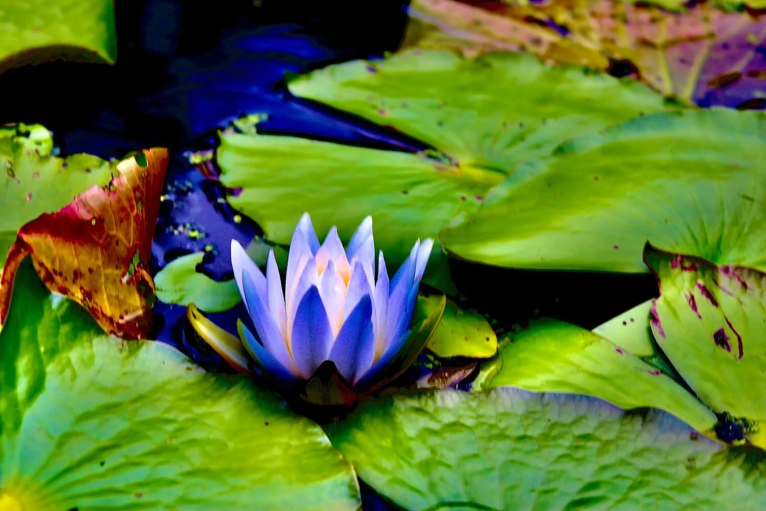 Water Lily at Cypress Gardens