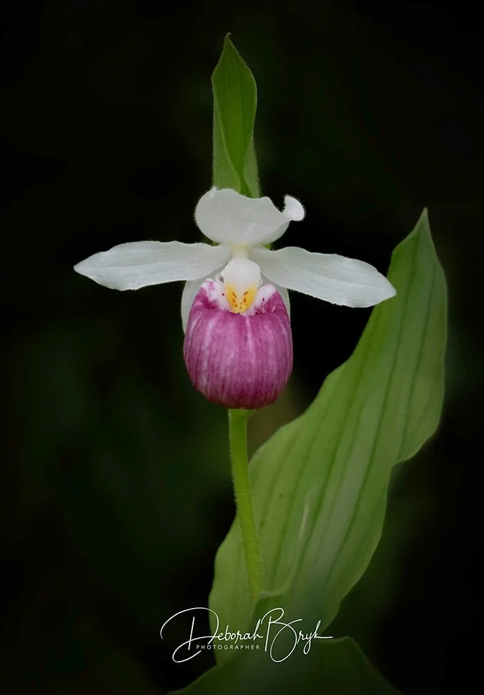 Showy Lady Slippers