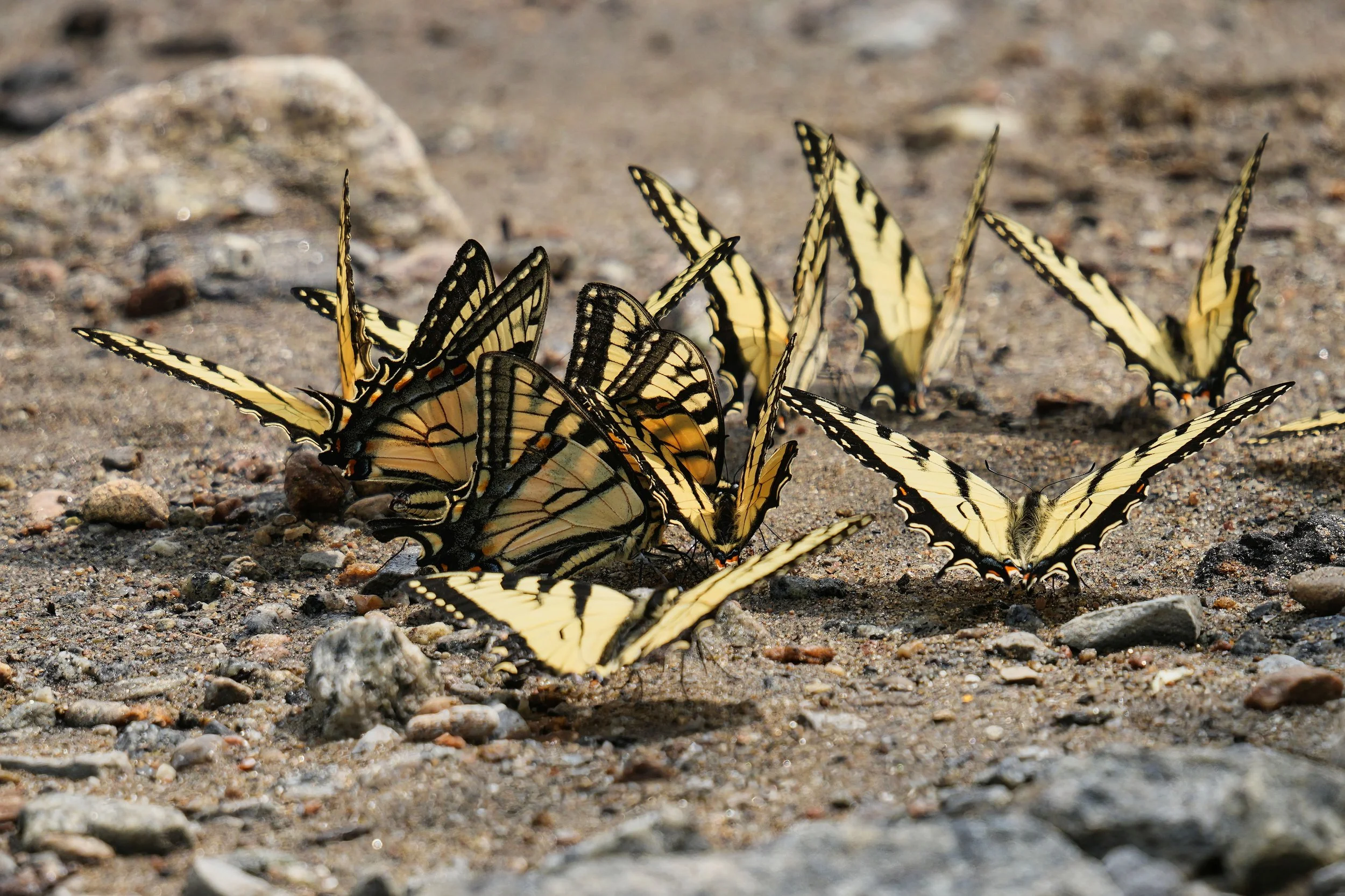 Tiger Swallowtails