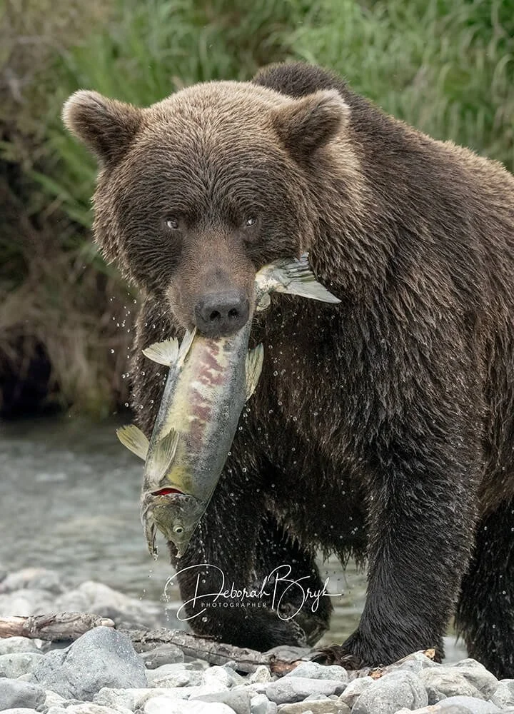 Coastal Brown Bear