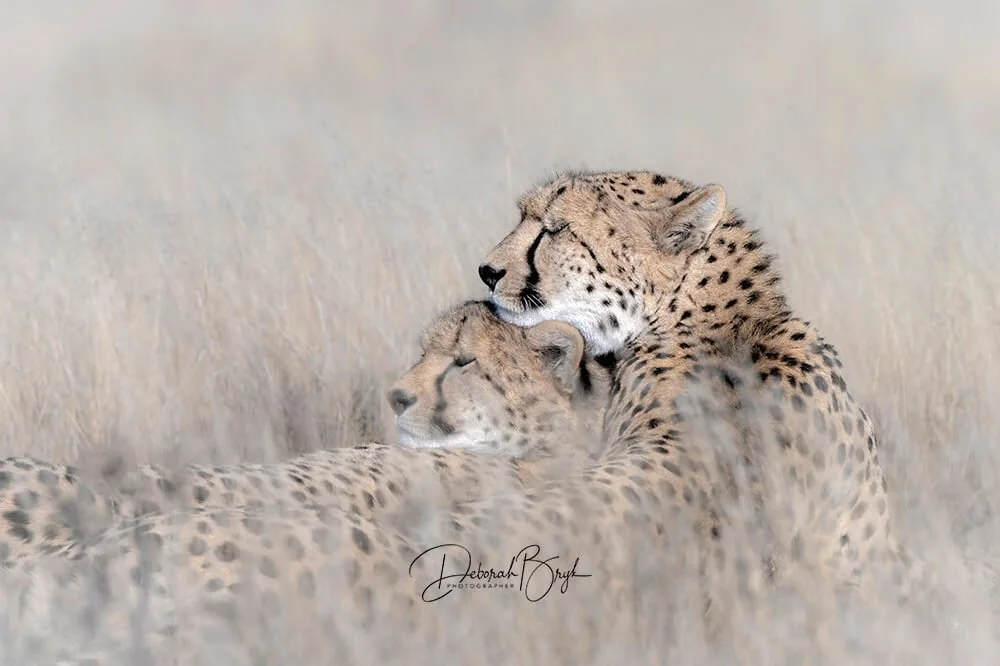 Cheetah Family