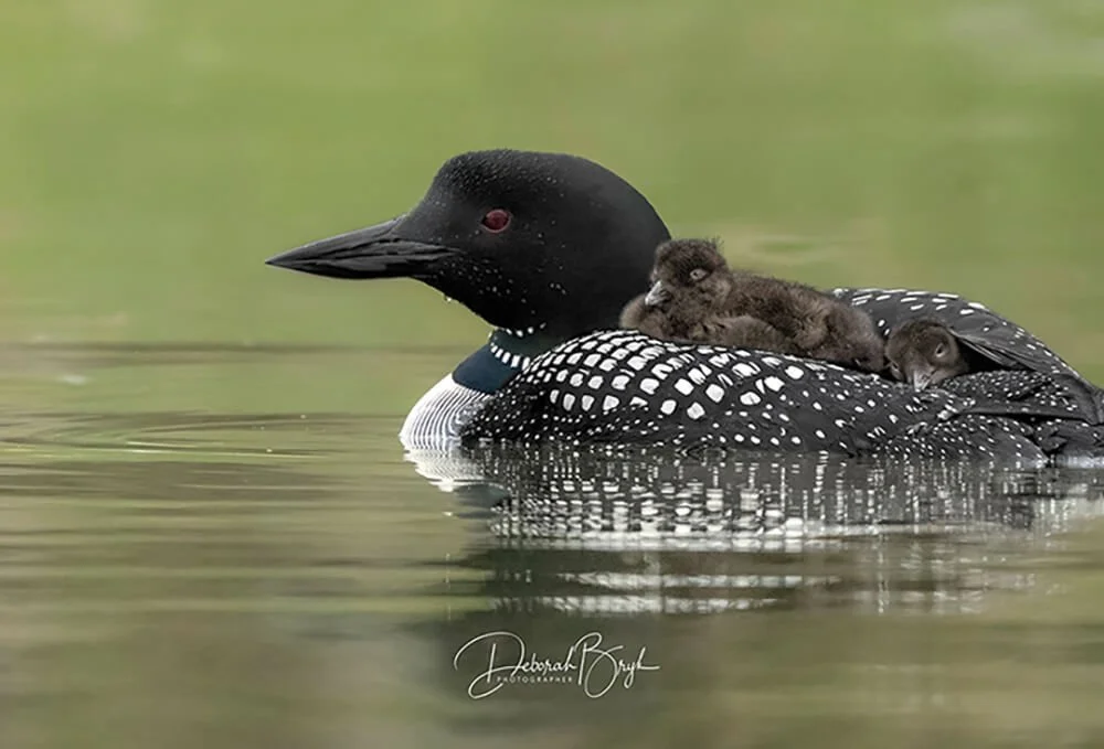 Common Loon Family