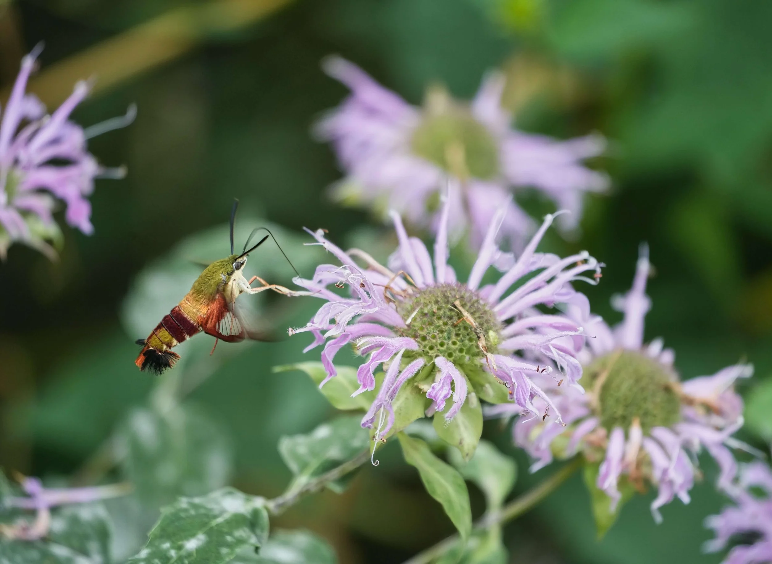 Hummingbird Moth