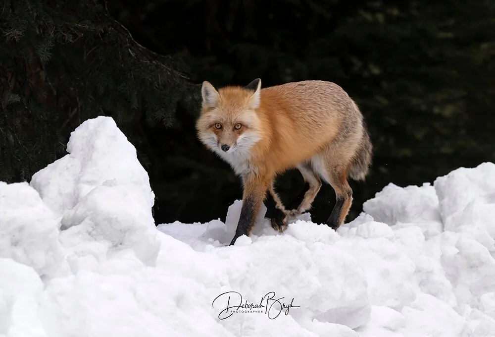 Red Fox Yellowstone