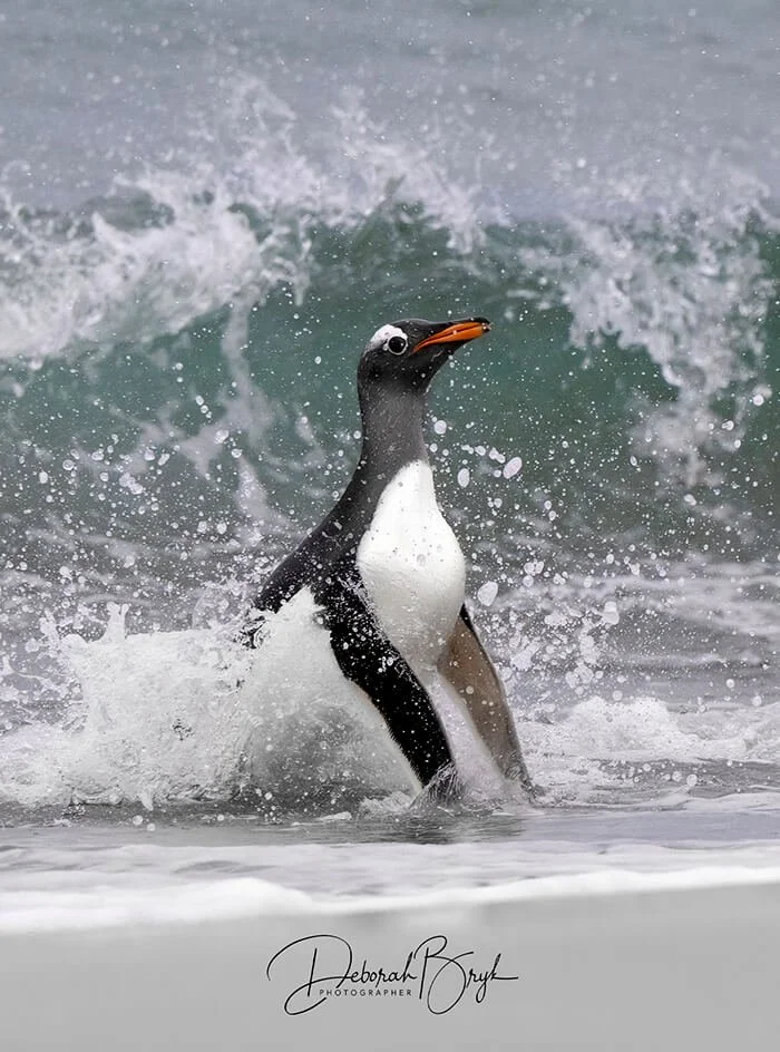 Gentoo Penguin