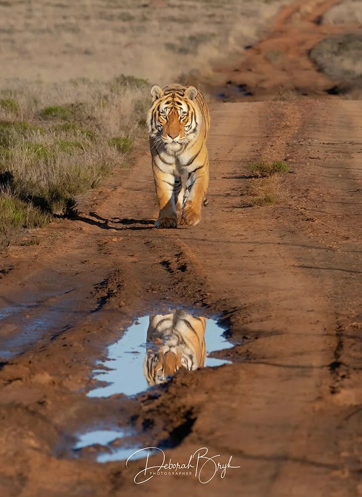 Bengal Tiger-Shaka