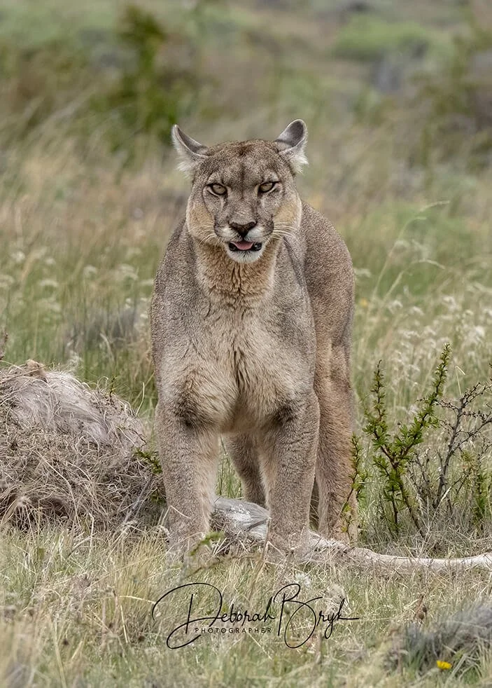 Puma Petka