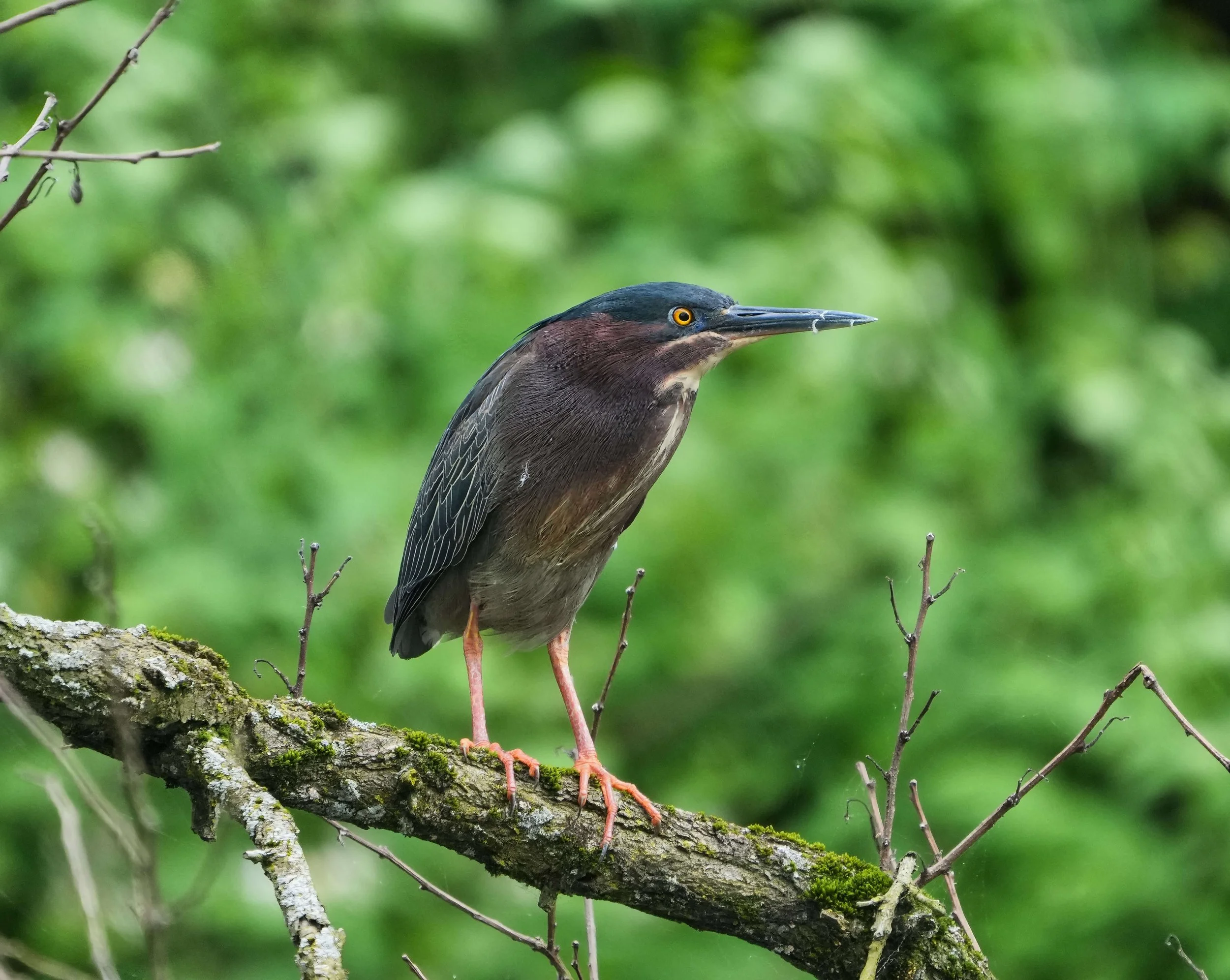 Green Heron