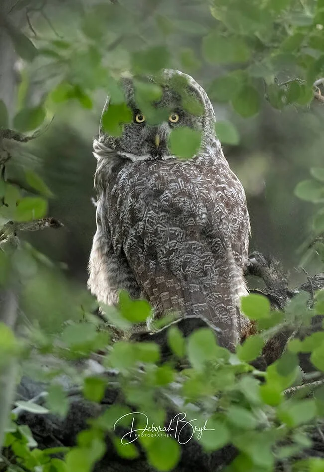 Great Gray Owl