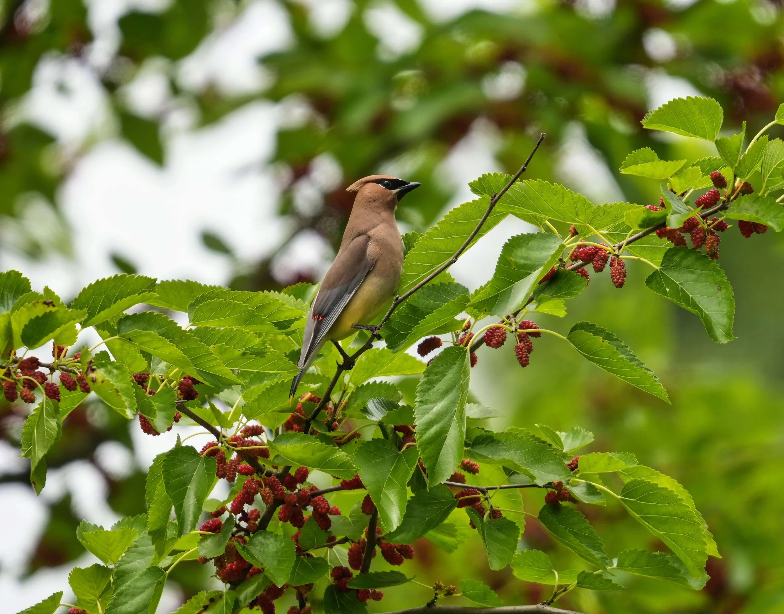 Starflower Studio NY