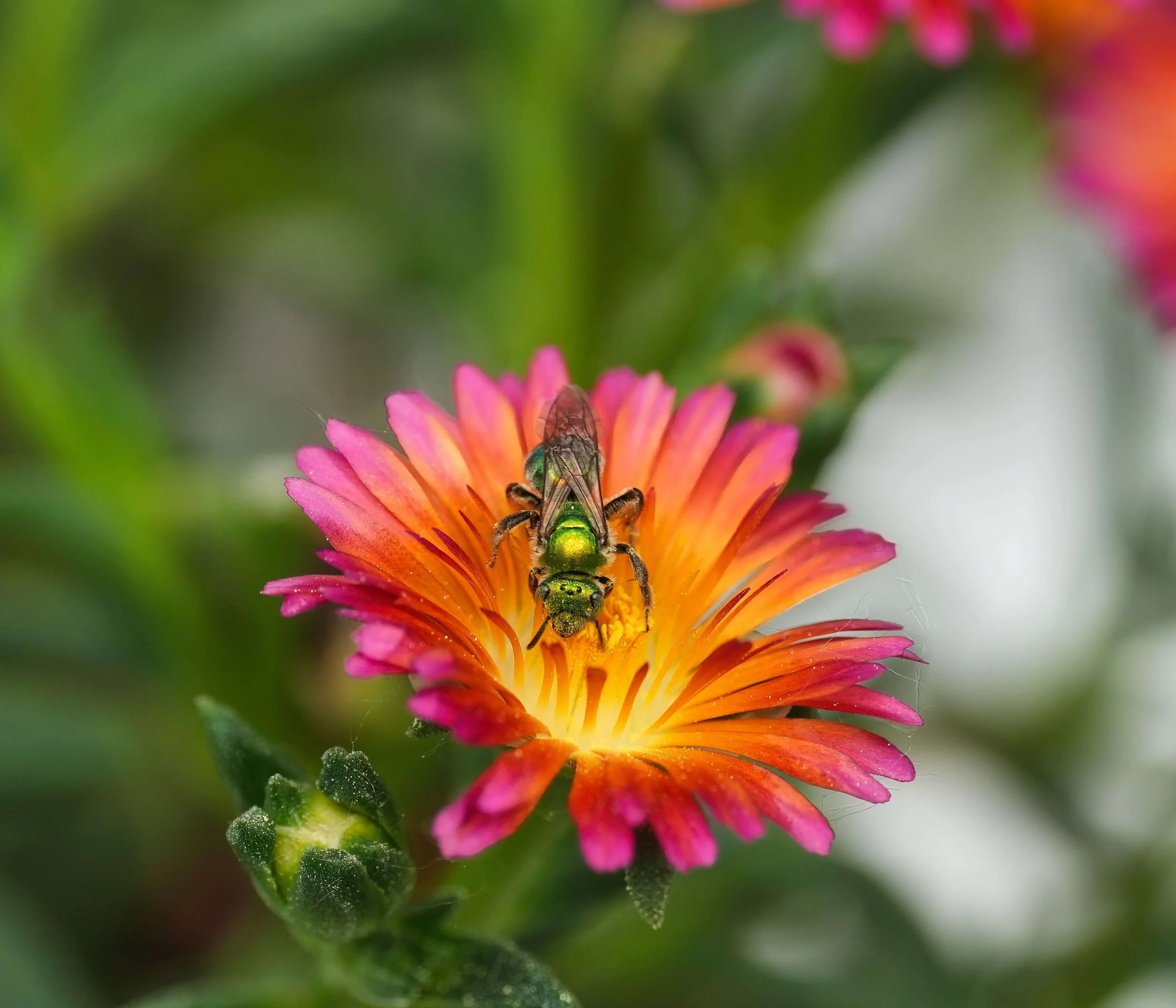 Green Sweat Bee