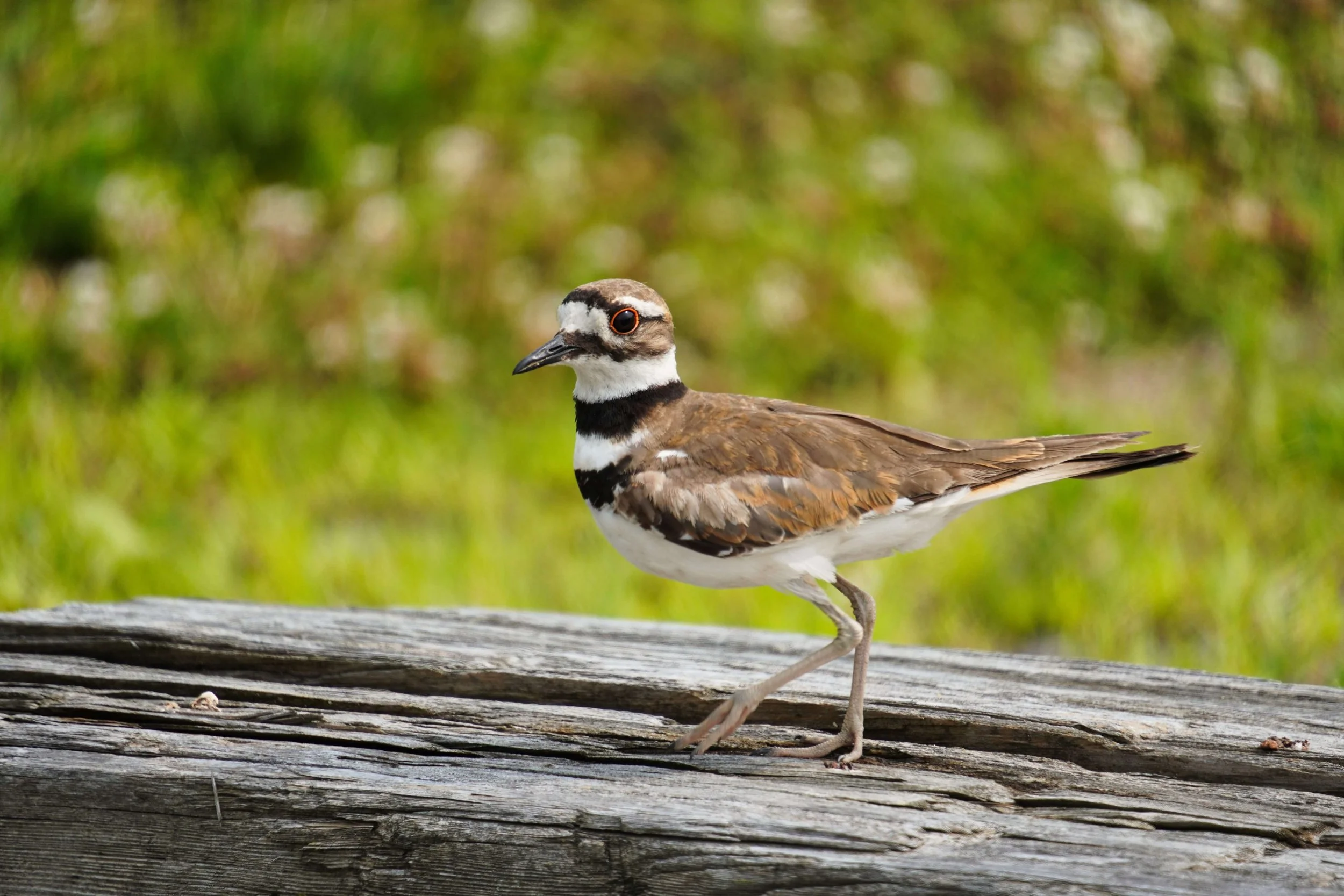 Killdeer