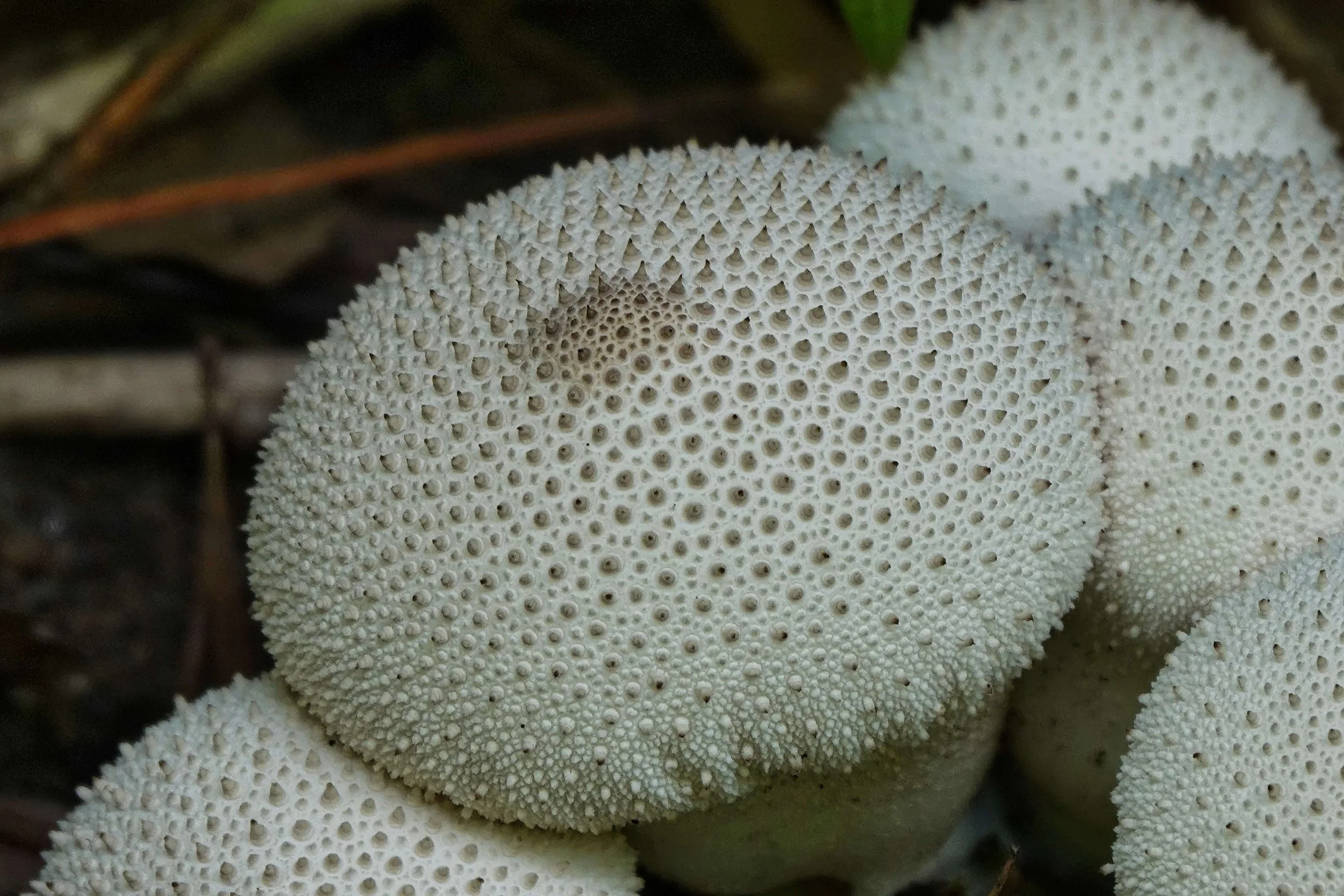 Puffballs