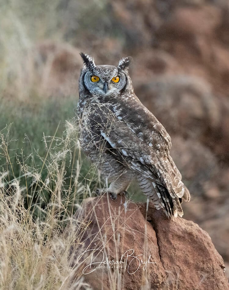 Spotted Eagle-Owl 