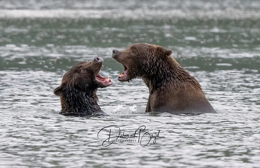 Coastal Brown Bears