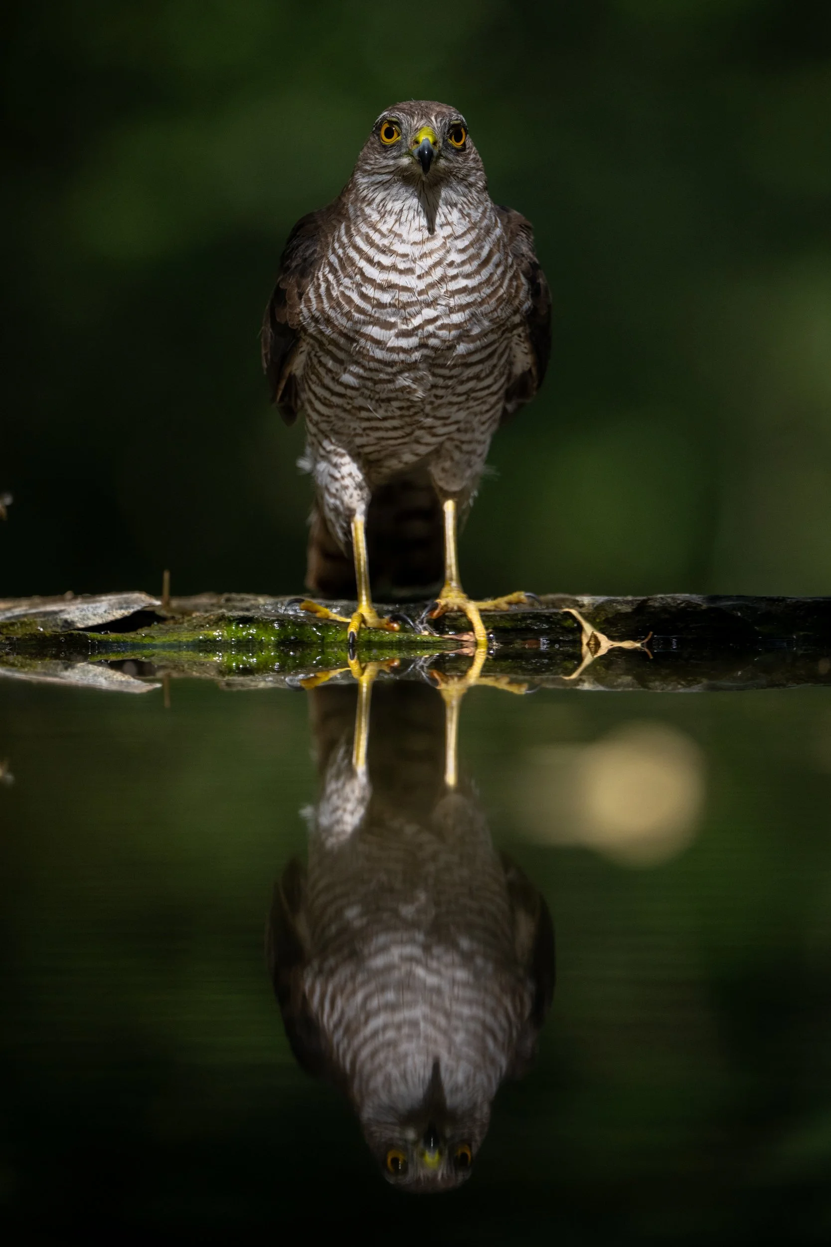 2026 Crikey! Photography Competition 11-14 years - Runner Up