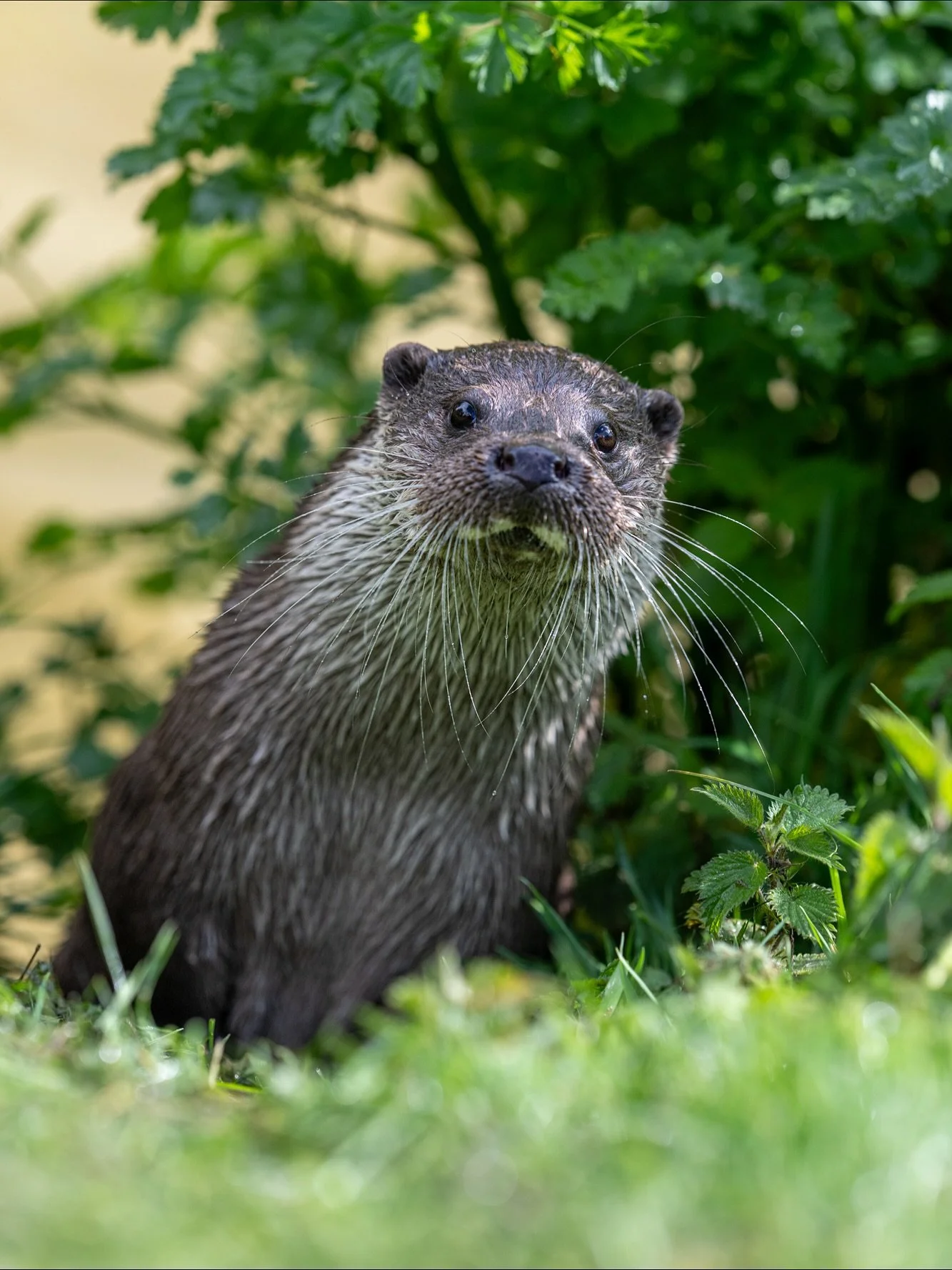 Playful. Curious. Completely captivating. 🦦 Jamie captured these incredible shots of an otter about a year ago &mdash; splashing, rolling, and showing off its cheeky personality in the water.
Otters are highly intelligent and social mammals, using p