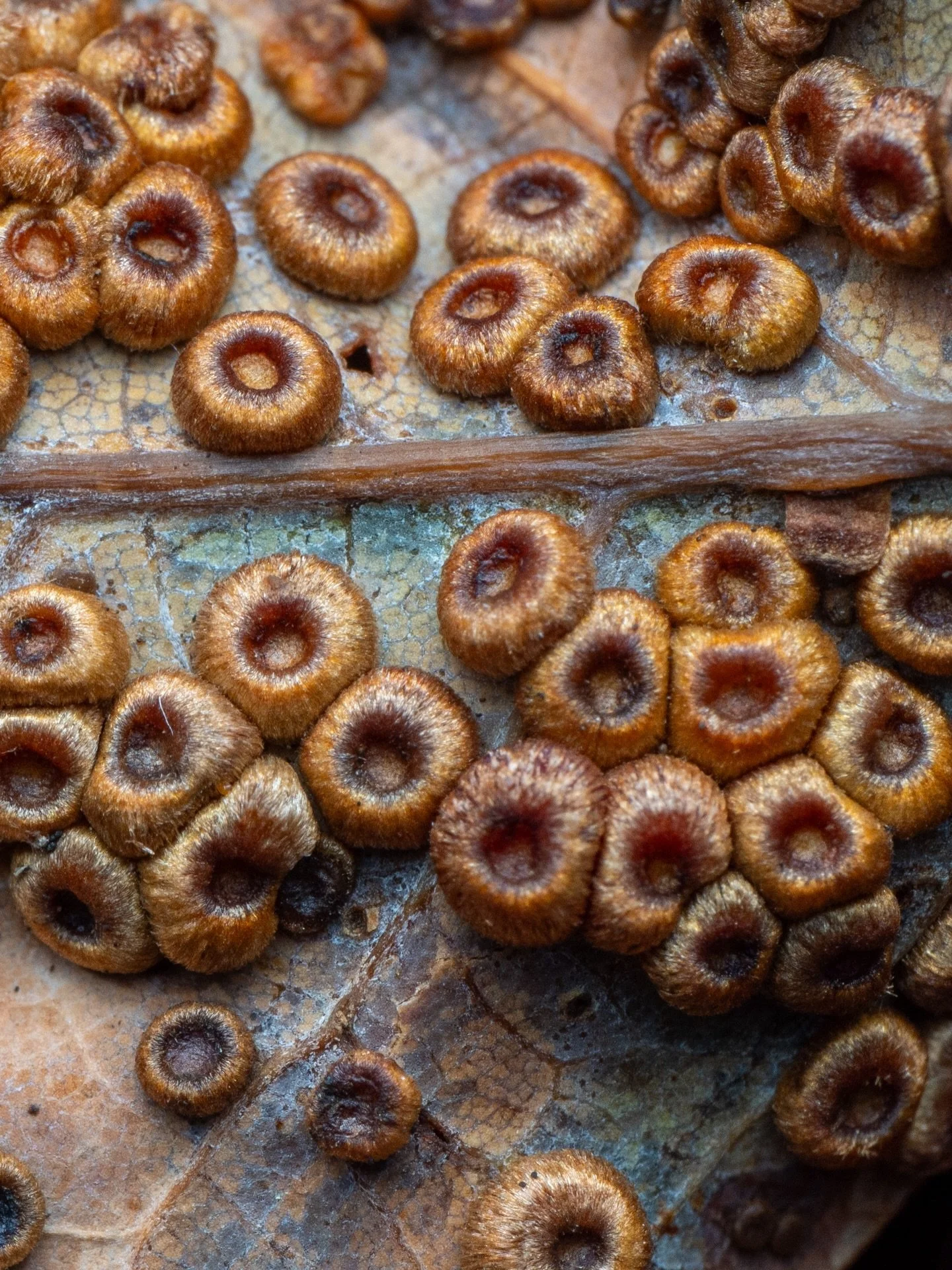 Jamie found these on the back of the oak leaf 🍁 Gall Wasp eggs! non-stinging insects that lay eggs inside plant tissues.