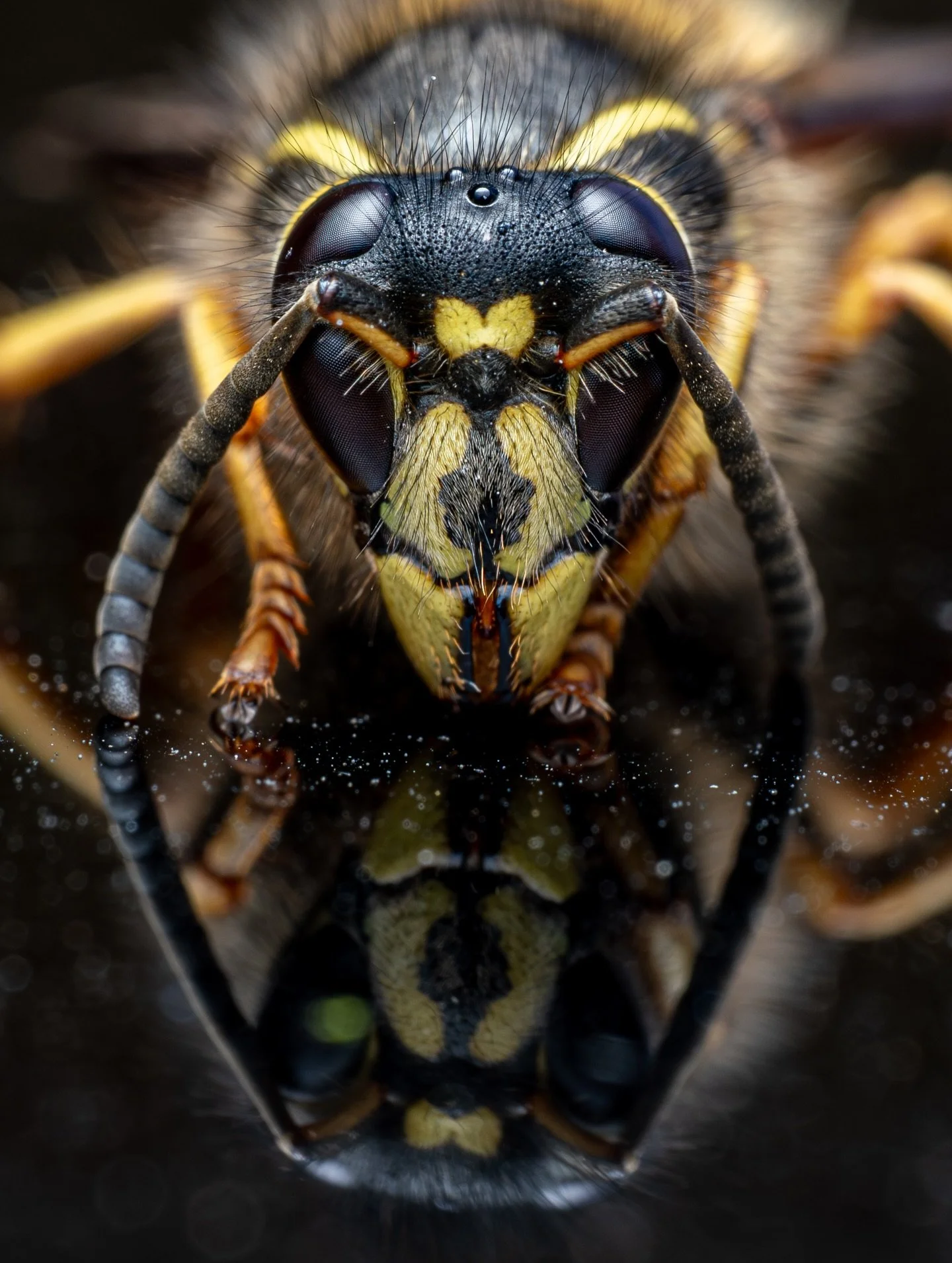 Mis-understood creatures of our world - wasps are often feared due to their ability to sting but they are actually crucial for our ecosystem and environment and help us as humans by being important pollinators for our foodstuffs.