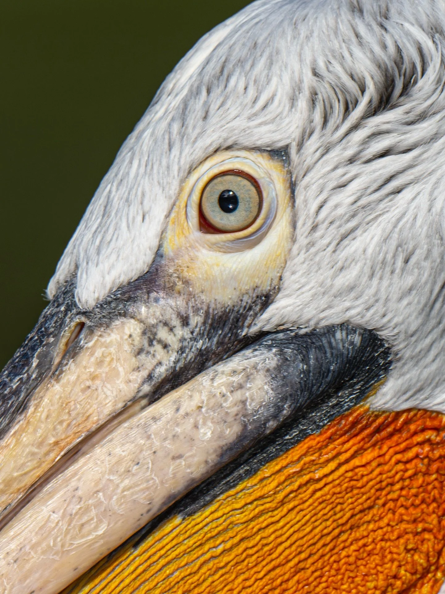 A striking giant of the wetlands, captured by Jamie &ndash; Eagle Eyed Girl three years ago at WWT.
The incredible Dalmatian pelican - one of the largest flying birds in the world, known for its huge wingspan, shaggy silver-white plumage, and unmista