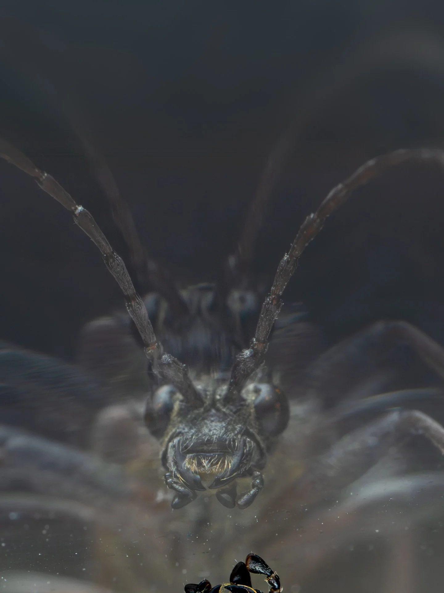 Macro shots of a Black-Spotted Longhorn Beetle captured on a reflective surface, creating a mirror-like details and symmetry.
With its patterned body, long antennae, and metallic shine, the black-spotted longhorn beetle becomes even more fascinating 