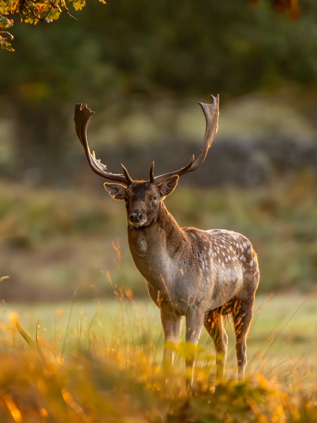 Golden light and a magnificent stag 🦌🌅📷
Captured by Jamie &ndash; Eagle Eyed Girl two years ago, these photographs showcase a male fallow deer bathed in beautiful sunset light. As the sun dipped lower in the sky, the warm golden glow highlighted e