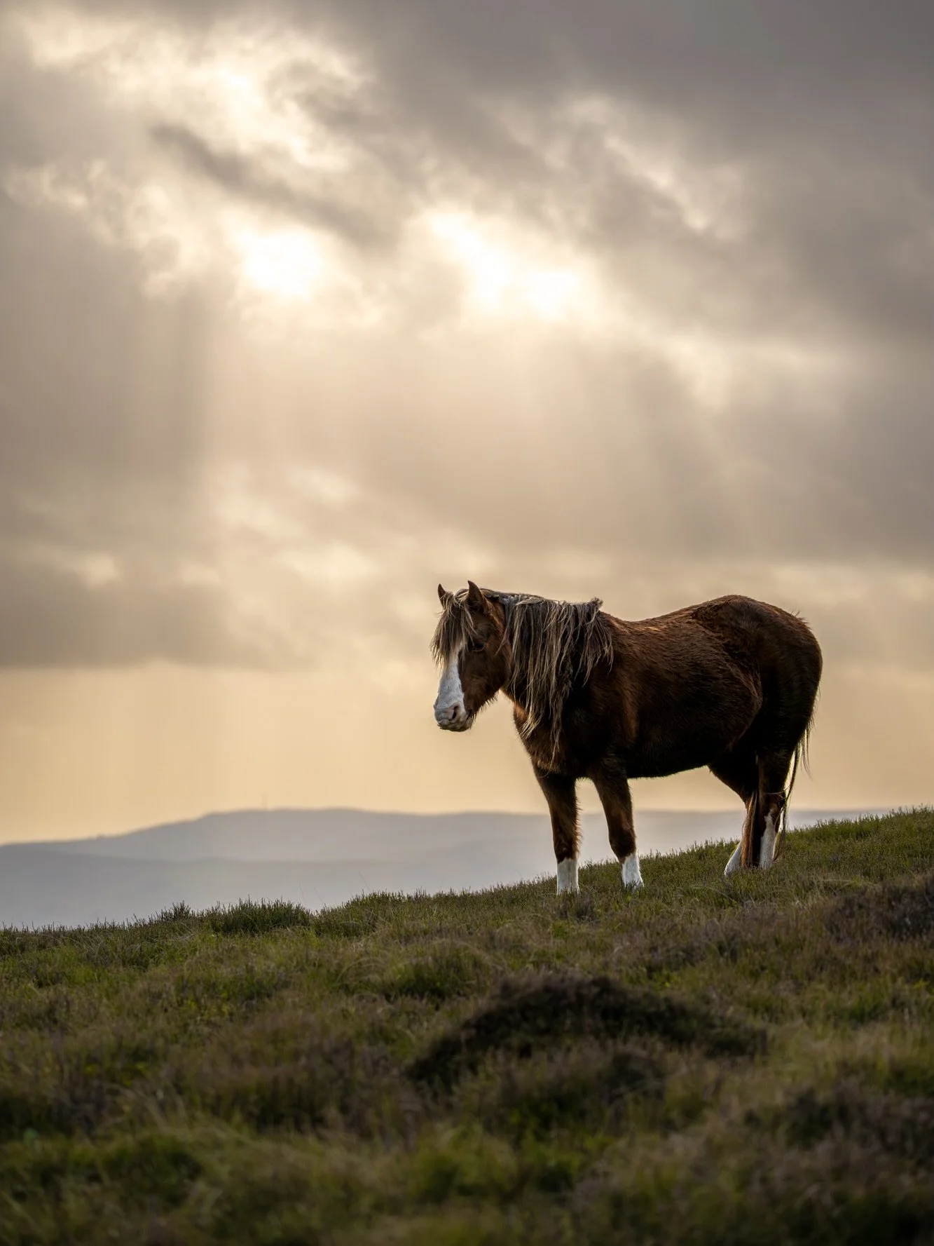 This photograph was taken by Jamie &ndash; Eagle Eyed Girl when she was just 7 years old. Moments after a rainstorm had passed, the horse stood quietly with its coat still glistening from the rain as the sun broke through the clouds.
The golden light