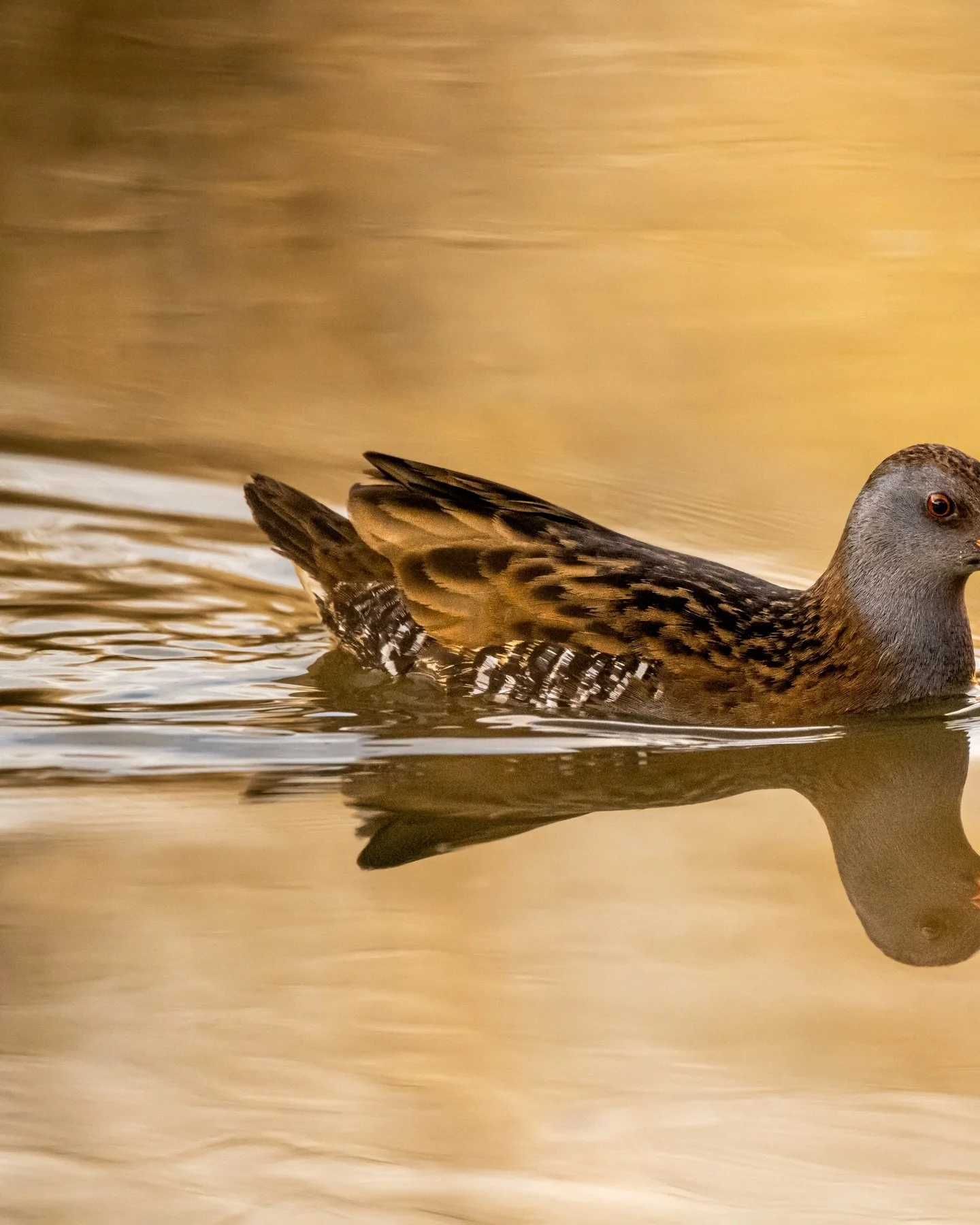 Have you ever been lucky enough to spot a water rail? 🌿💛
Captured by Jamie &ndash; Eagle Eyed Girl at just 8 years old, this photograph shows a water rail swimming across the water in beautiful evening light as it made its way towards the bank.
Wat