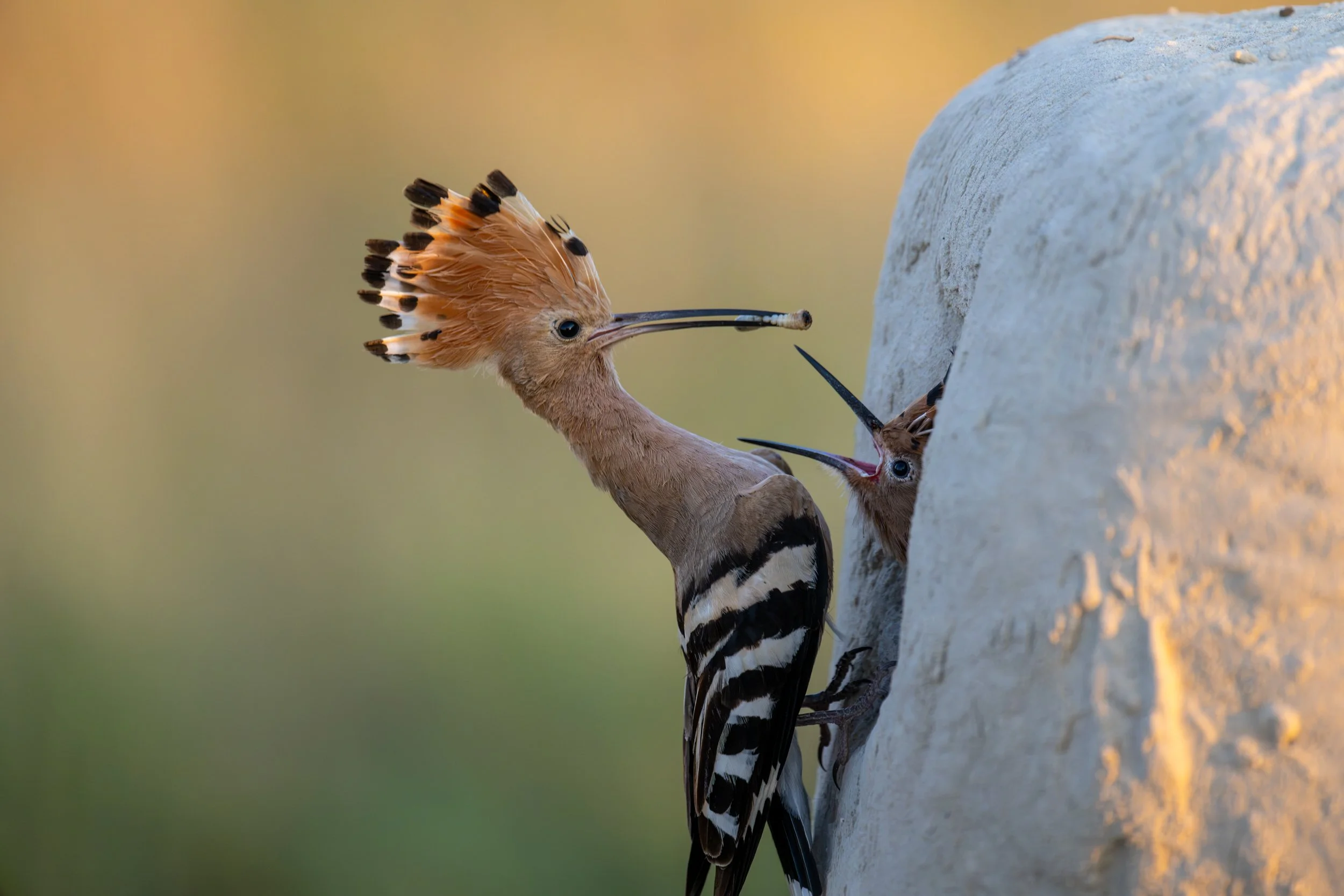 2026 Crikey! Photography Competition 11-14 years - Finalist
