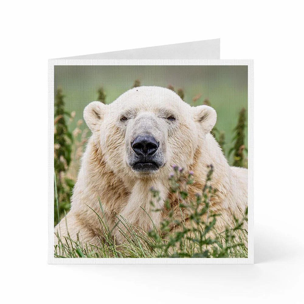 Polar Bear Greeting Card & Mini Print combined in one special gift!