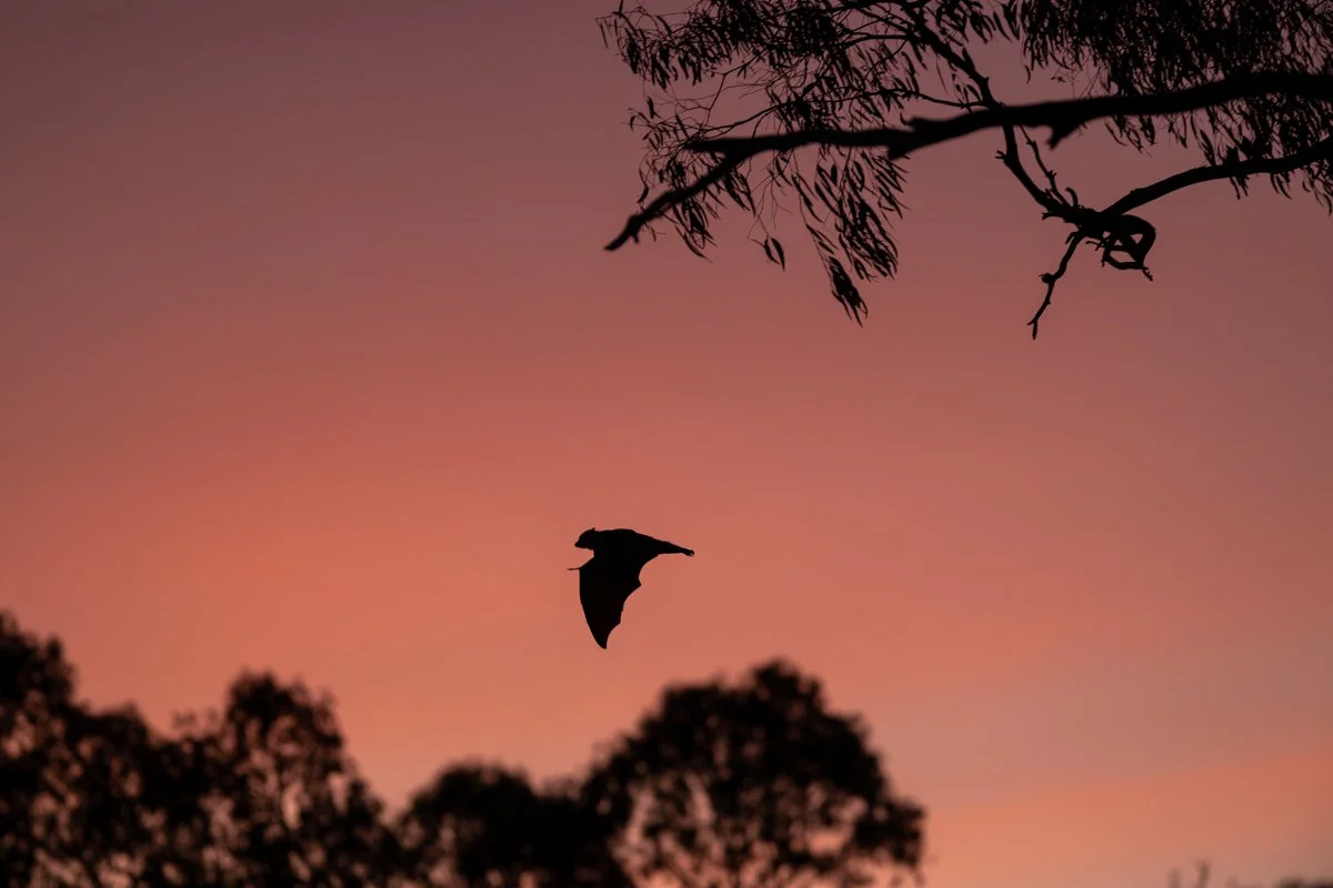 Overall Young Winner of Travel Photographer 2025 Fruit Bat in flight with sunset 
