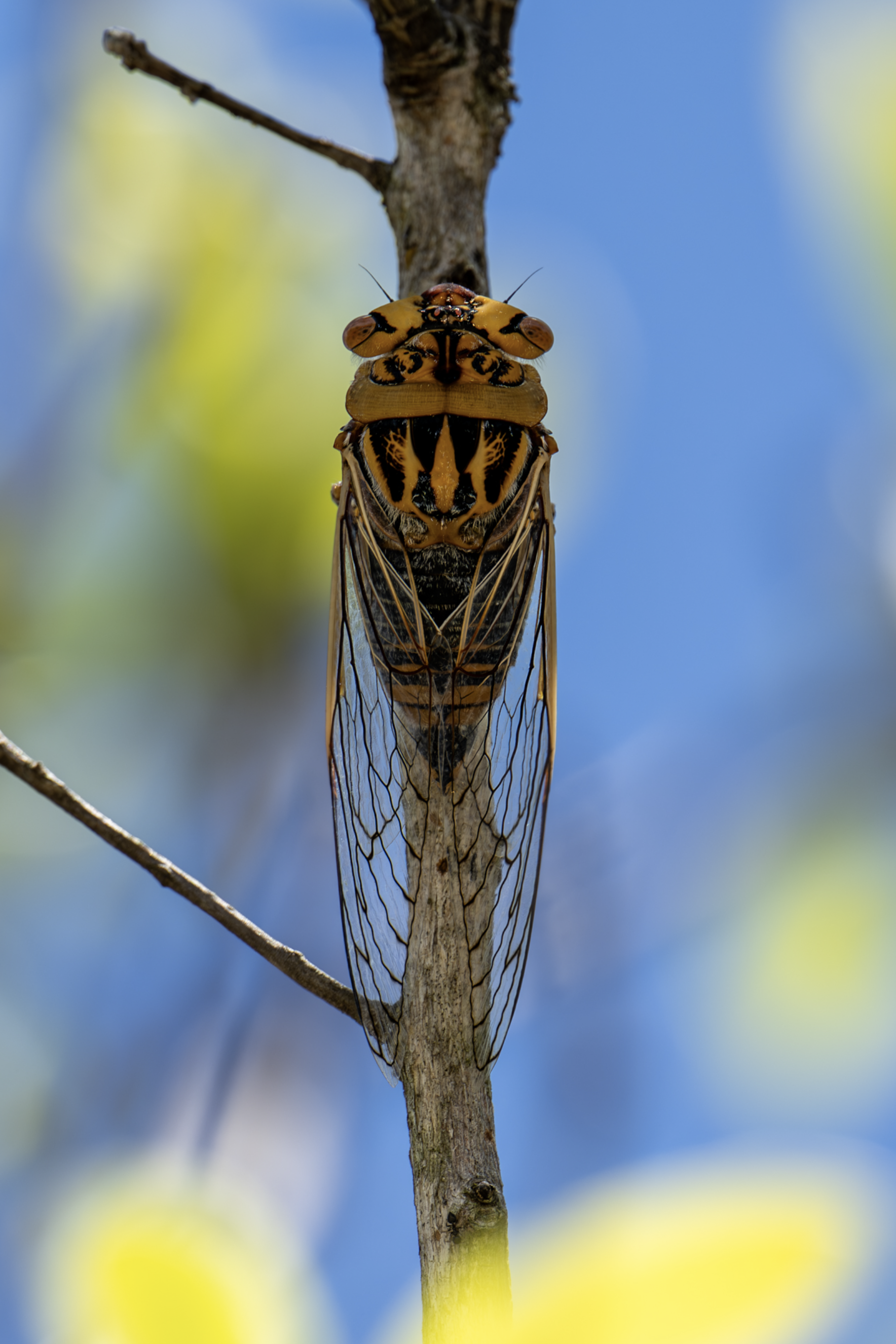 2025 The Royal Entomological Society 18 & Under - Highly Commended - “Summer Cicada”