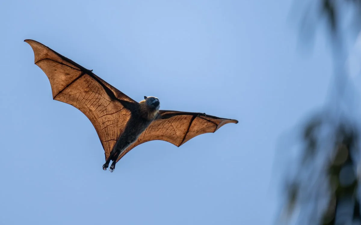 Overall Young Winner of Travel Photographer 2025 Fruit Bat Flying free