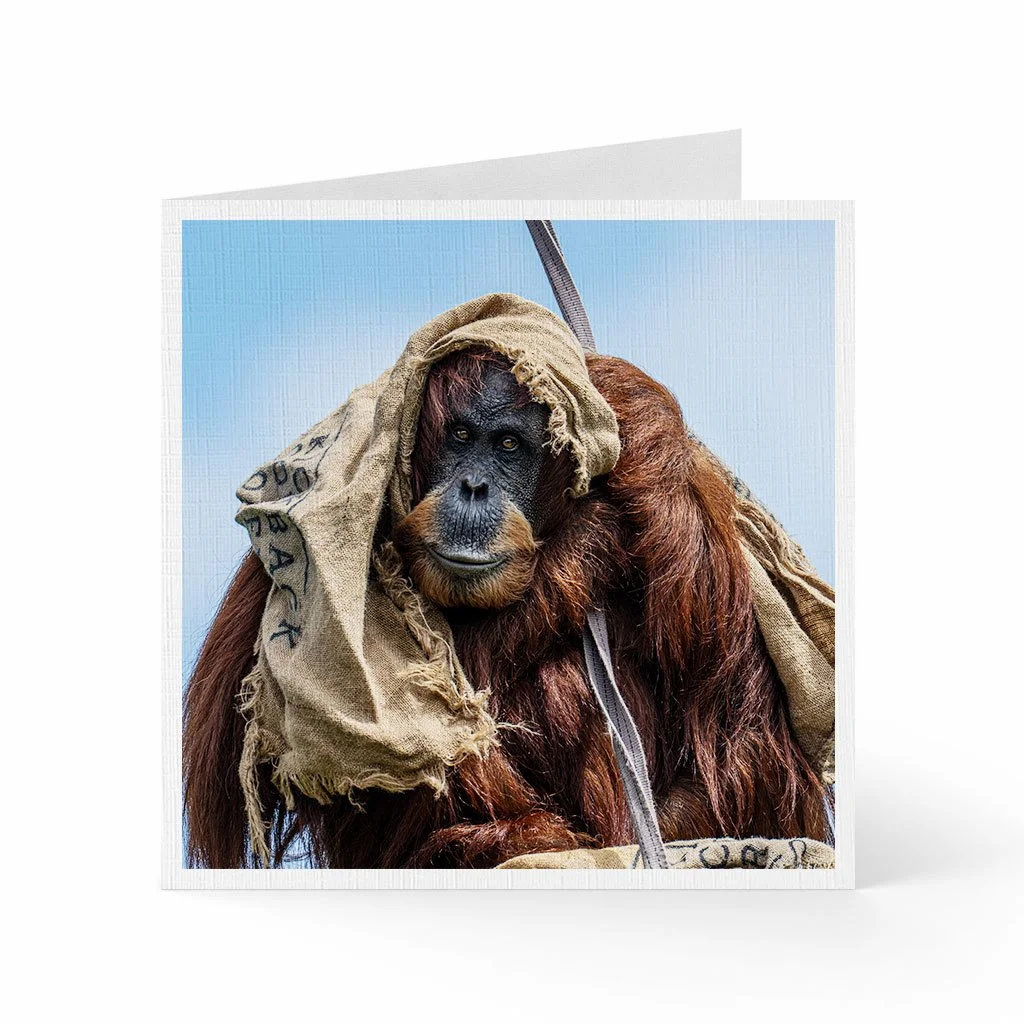 Orangutan1.jpg
