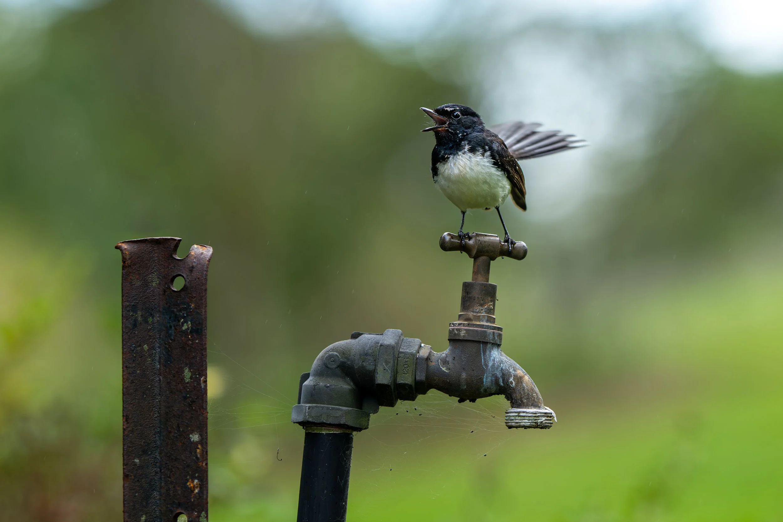 2026 Bird Photographer of the Year, Runner Up, 11 and Under