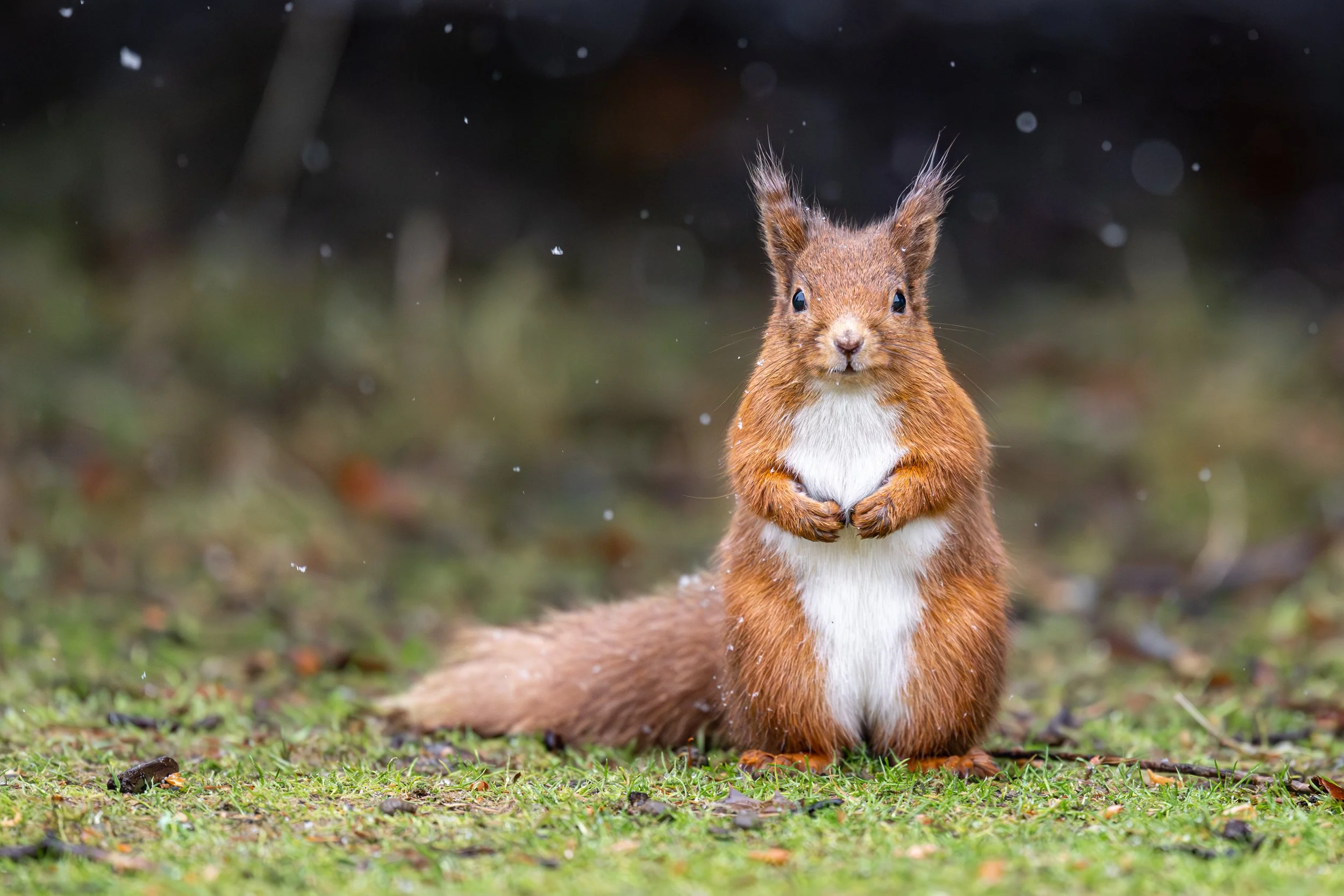 2026 Crikey! Photography Competition  - People's Choice