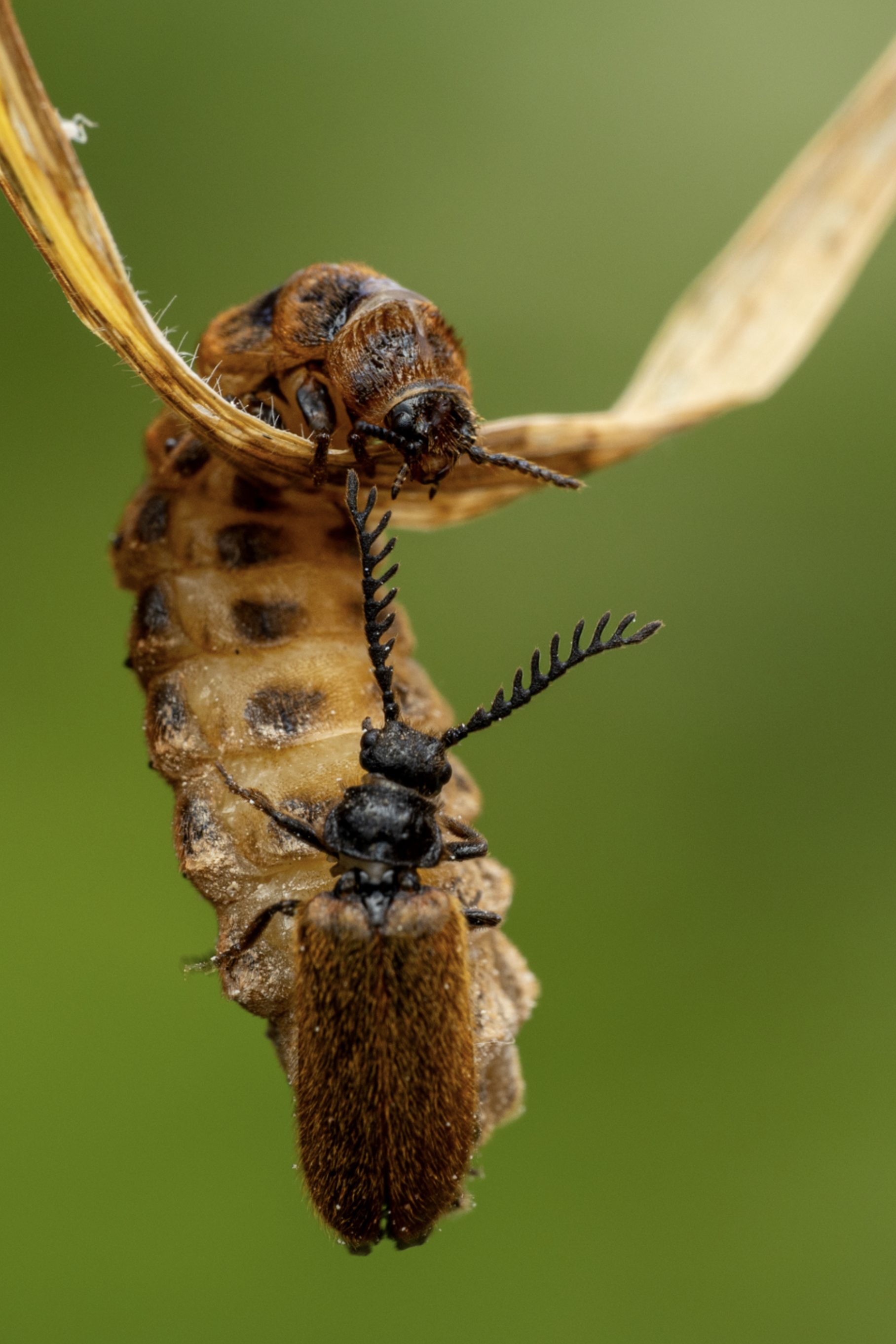 2025 The Royal Entomological Society 18 & Under - Highly Commended - “Hanging by a Blade”