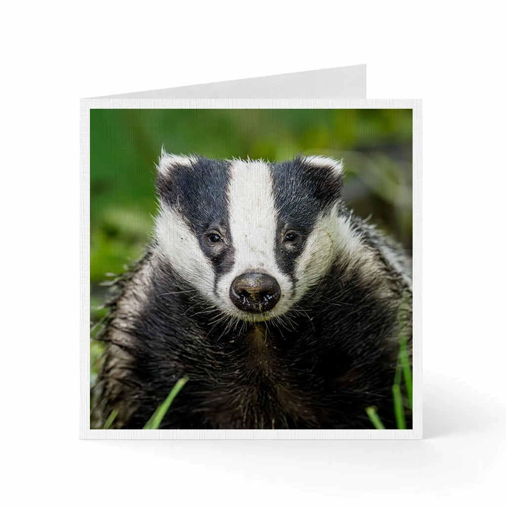 badger-1.jpg
