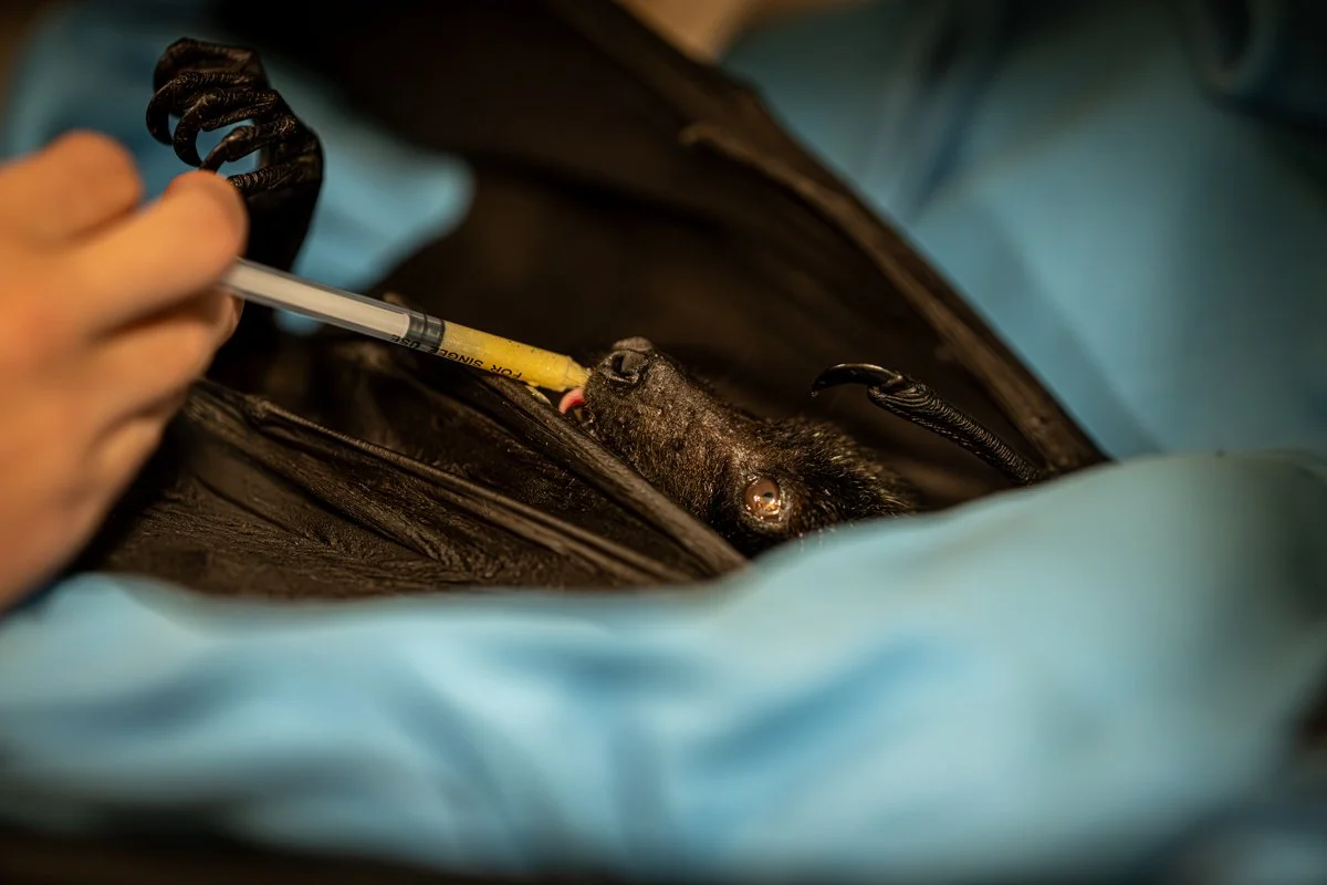 Overall Young Winner of Travel Photographer 2025 Fruit Bat feeding from a syringe 