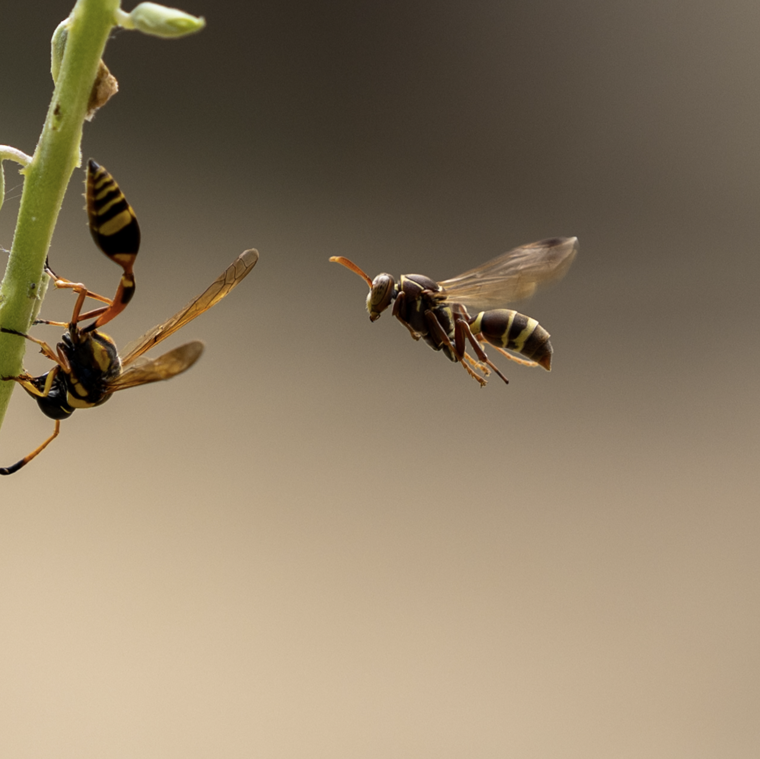 2025 The Royal Entomological Society 18 & Under - Highly Commended - “Paper Planes”