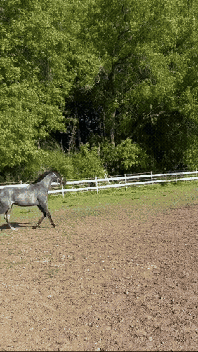 Crop video project - June 17, 2026 at 13.30.25.gif