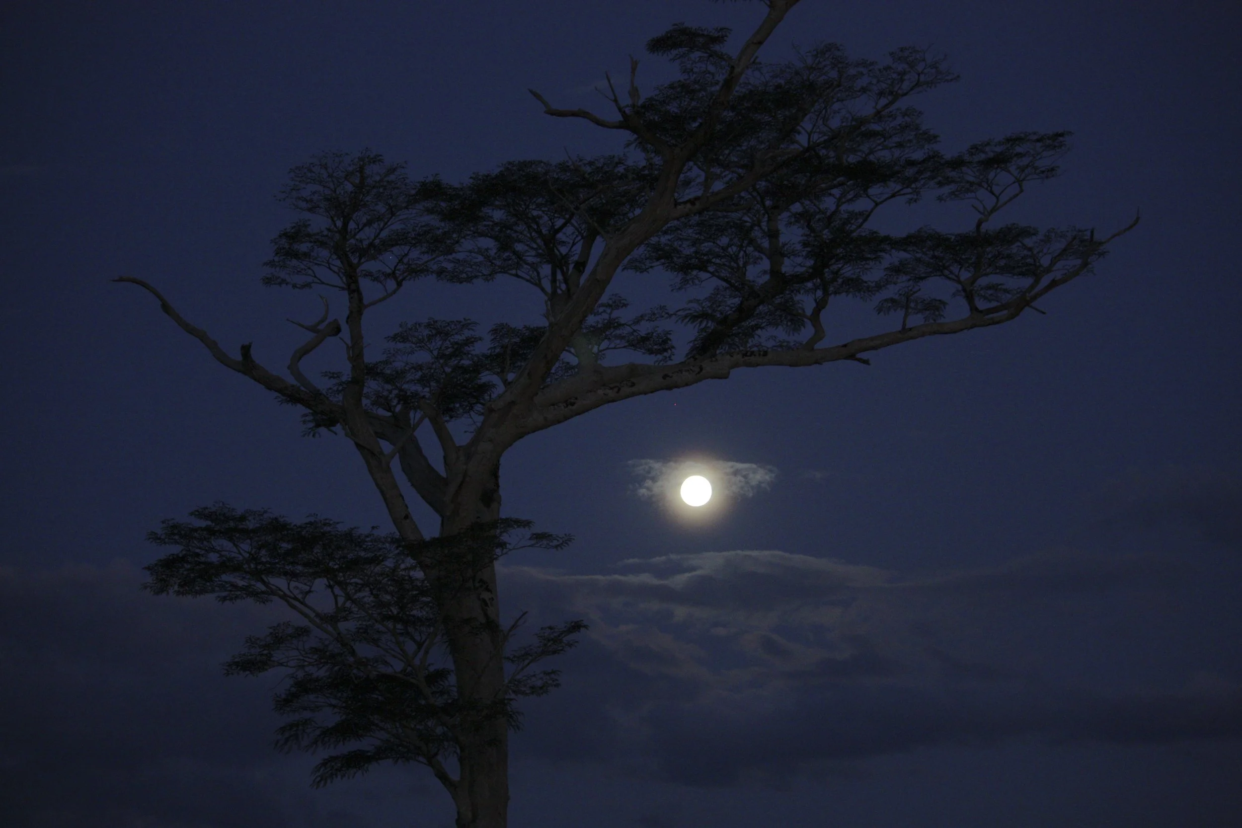 RO nascer lua árvore464.jpg