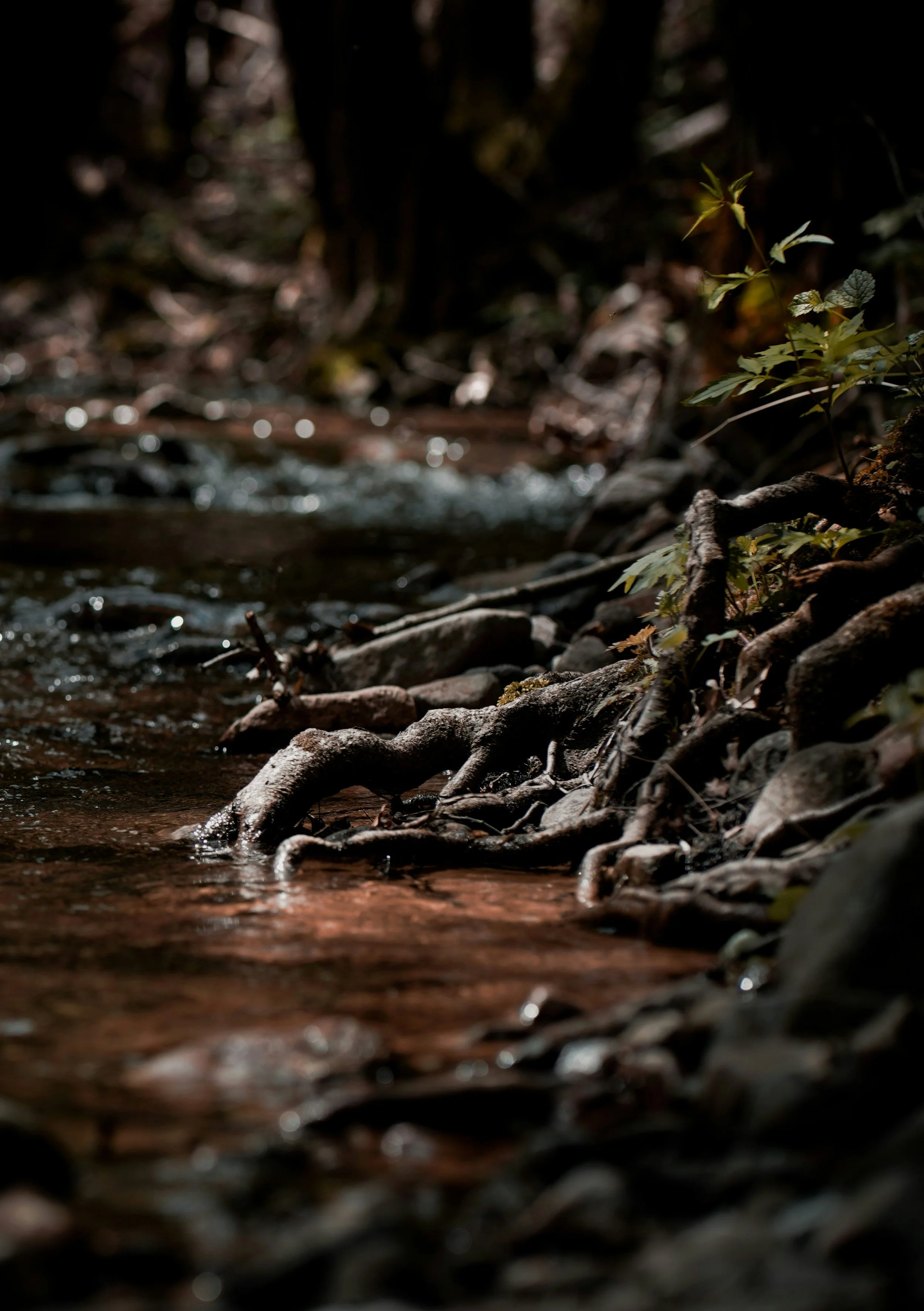 Back to the Root